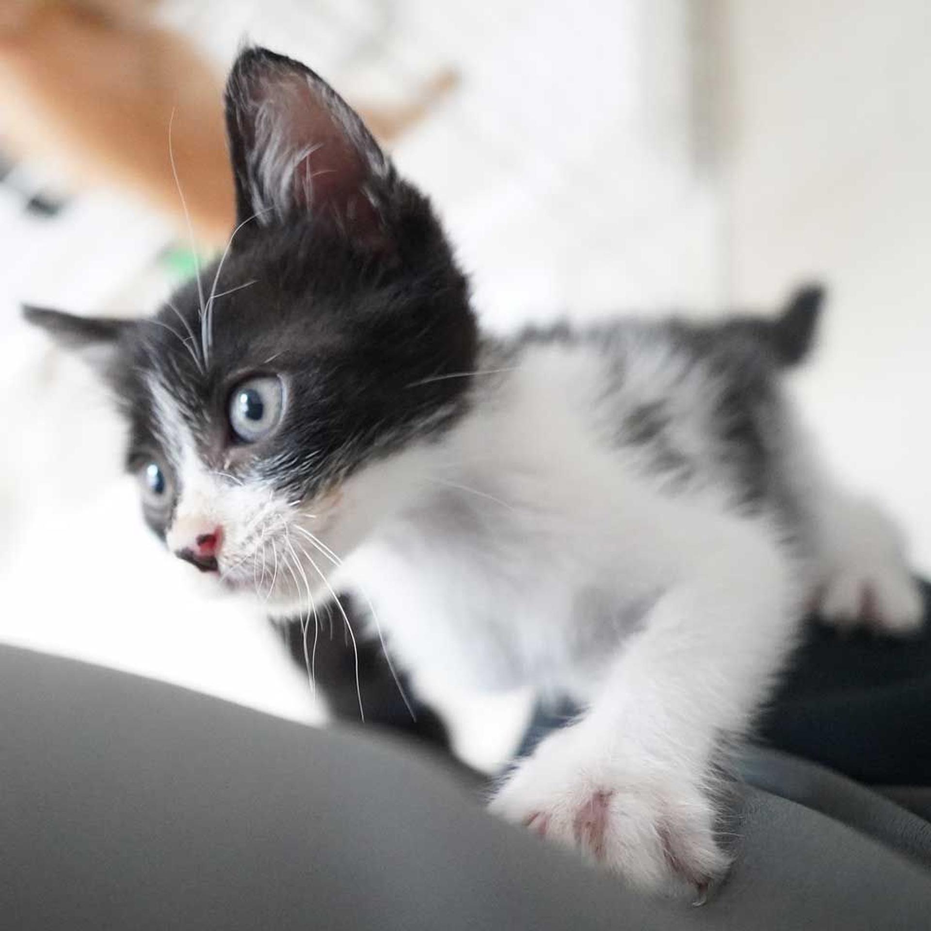 pet-image-4