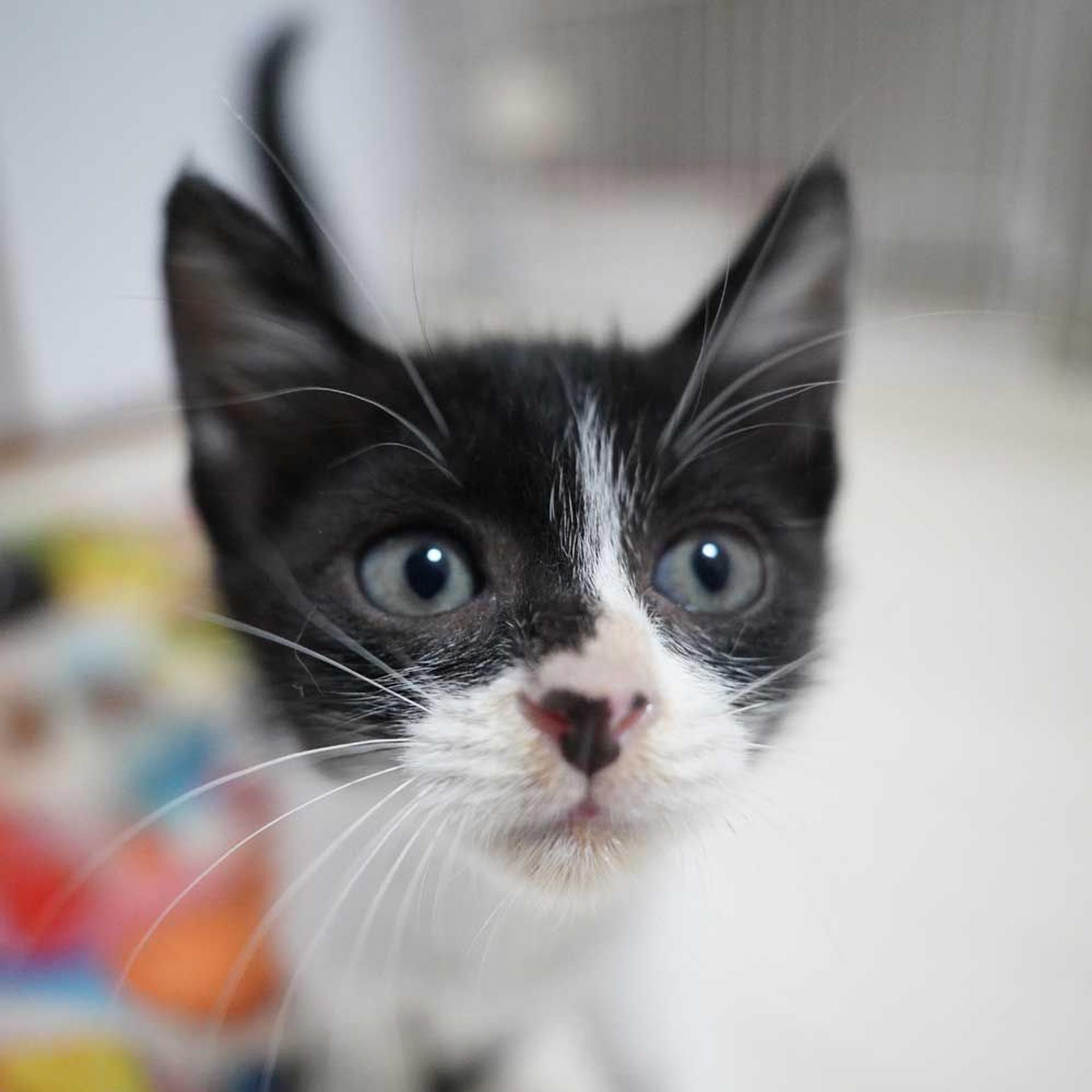 pet-image-5