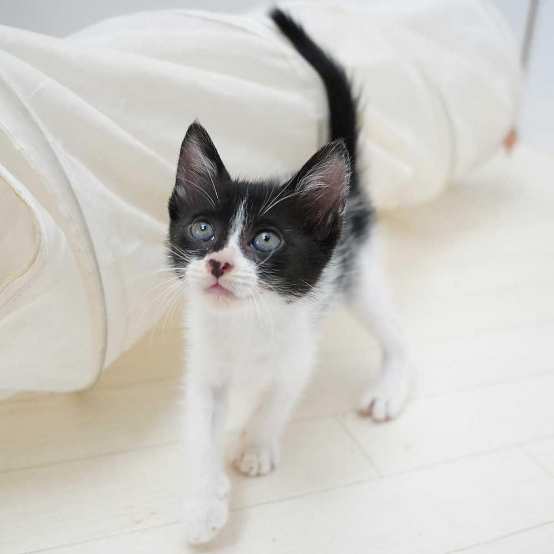 pet-image-7