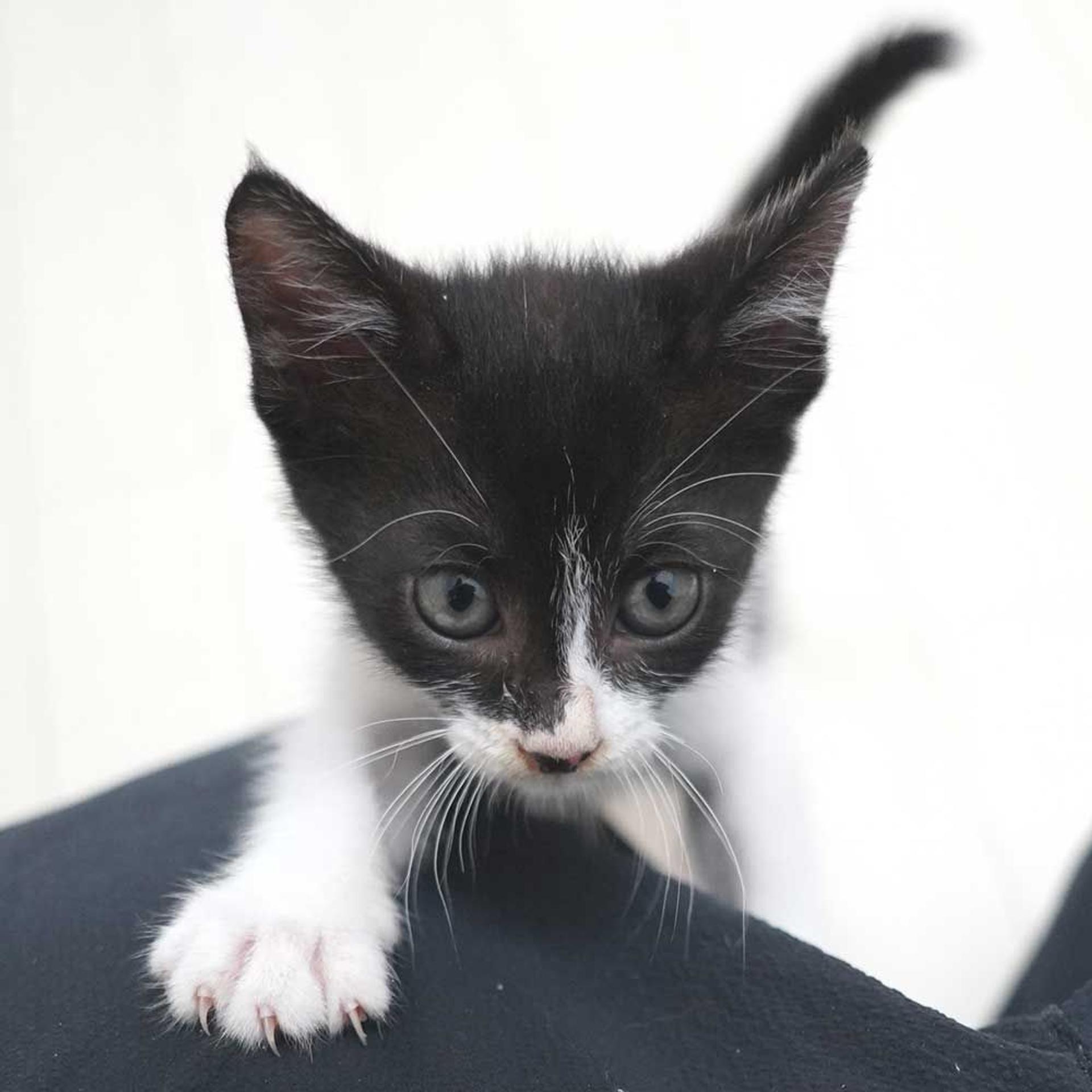 pet-image-8
