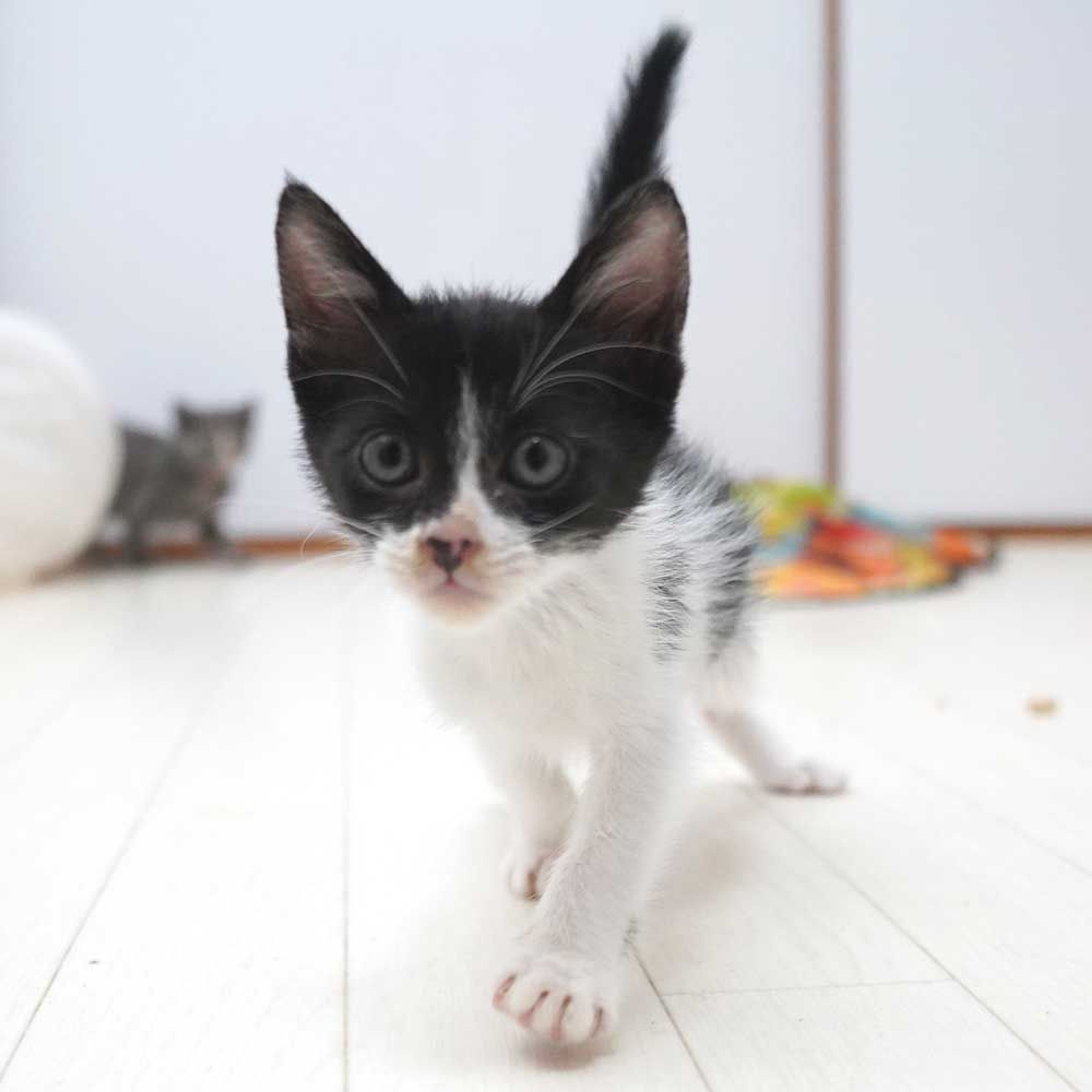 pet-image-9