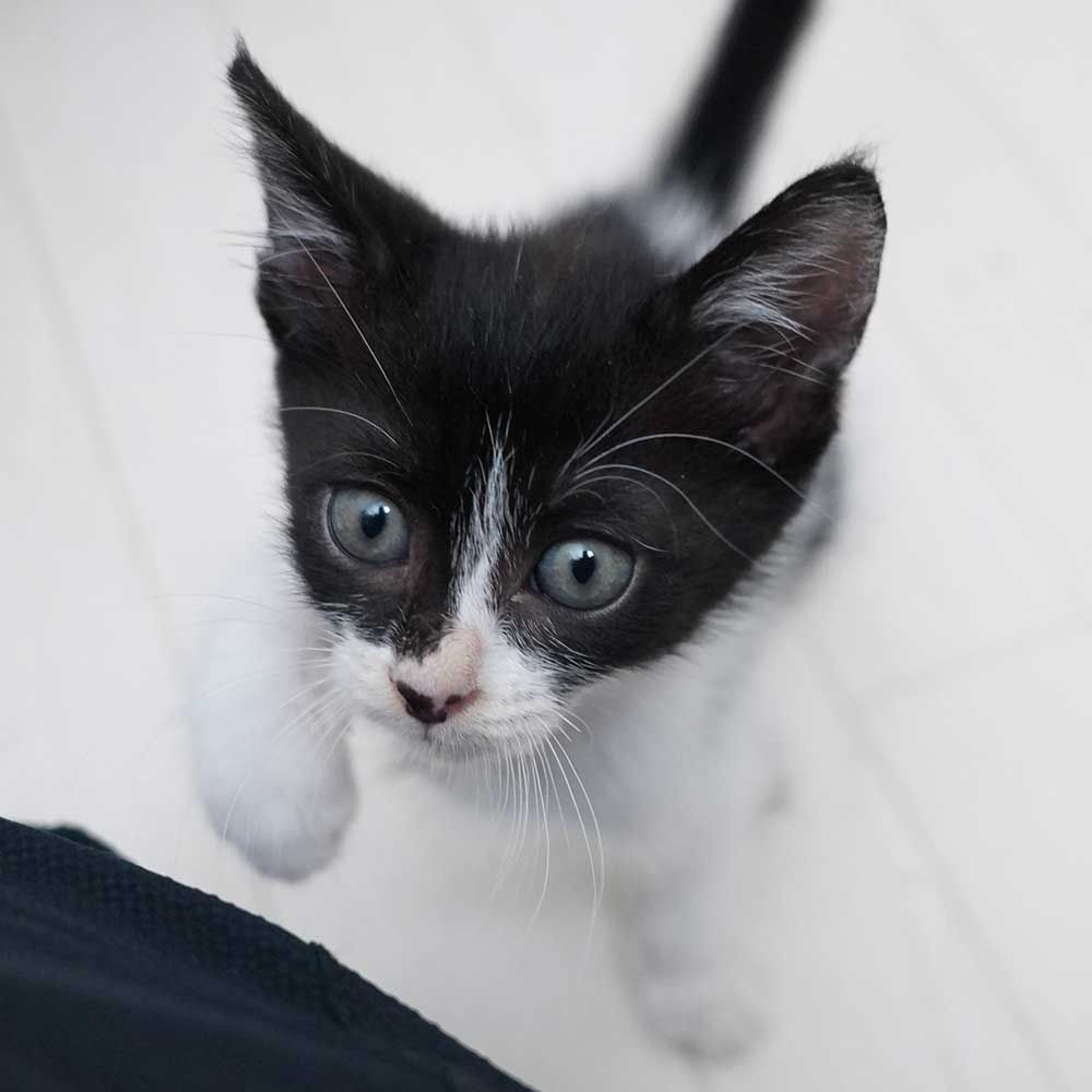 pet-image-10
