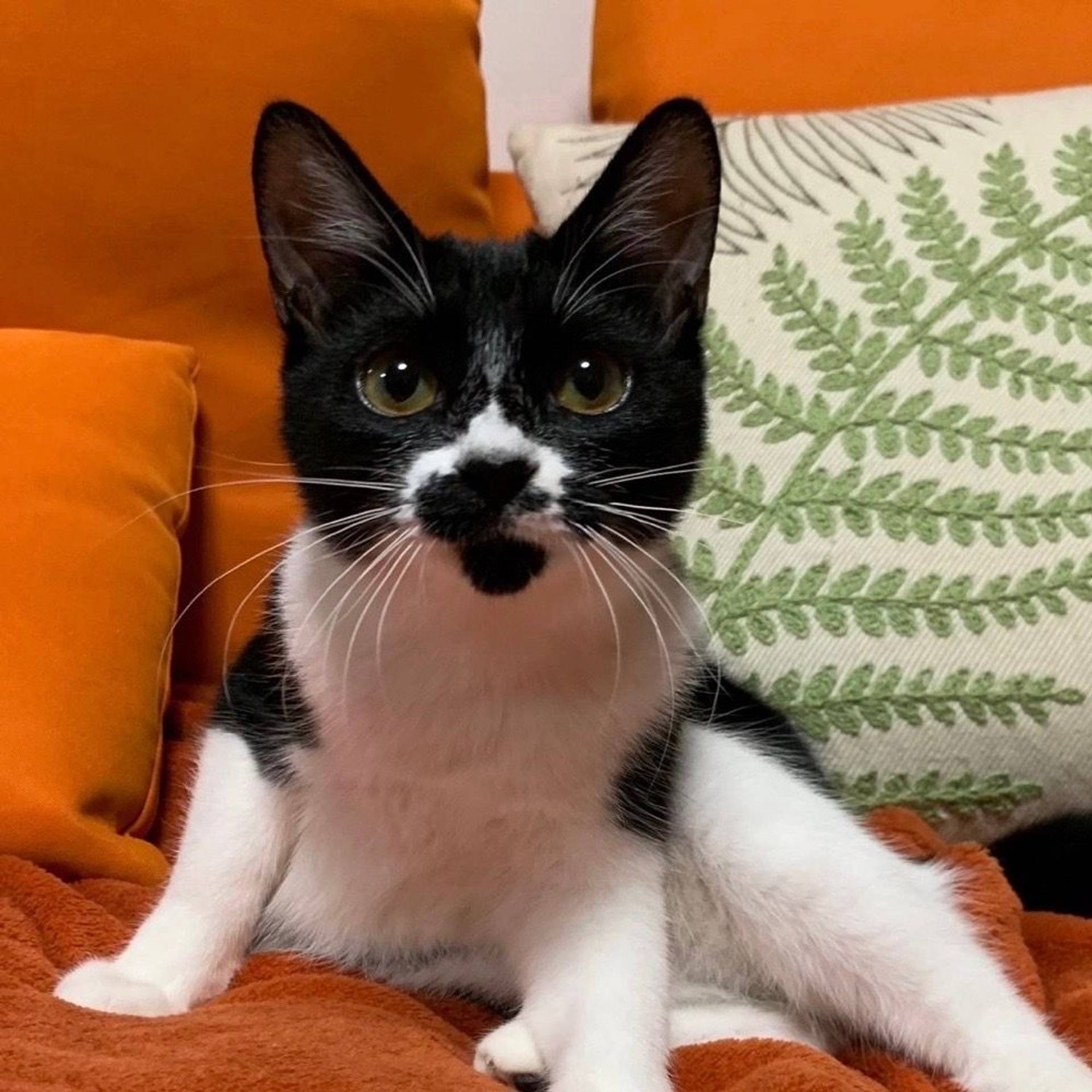 雑種（ミックス猫）・メスの里親募集の写真