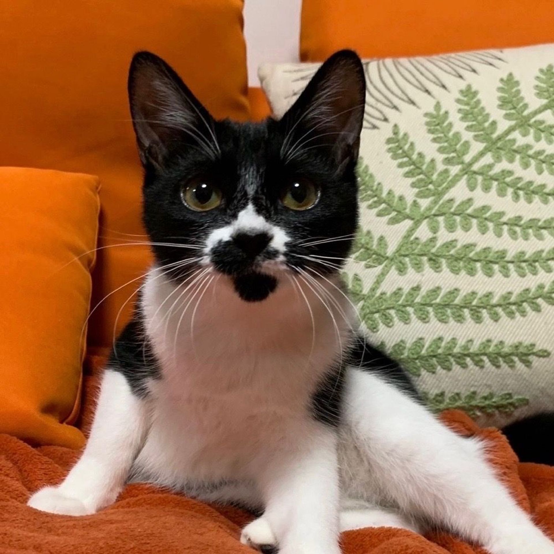 雑種（ミックス猫）・メスの里親募集の写真