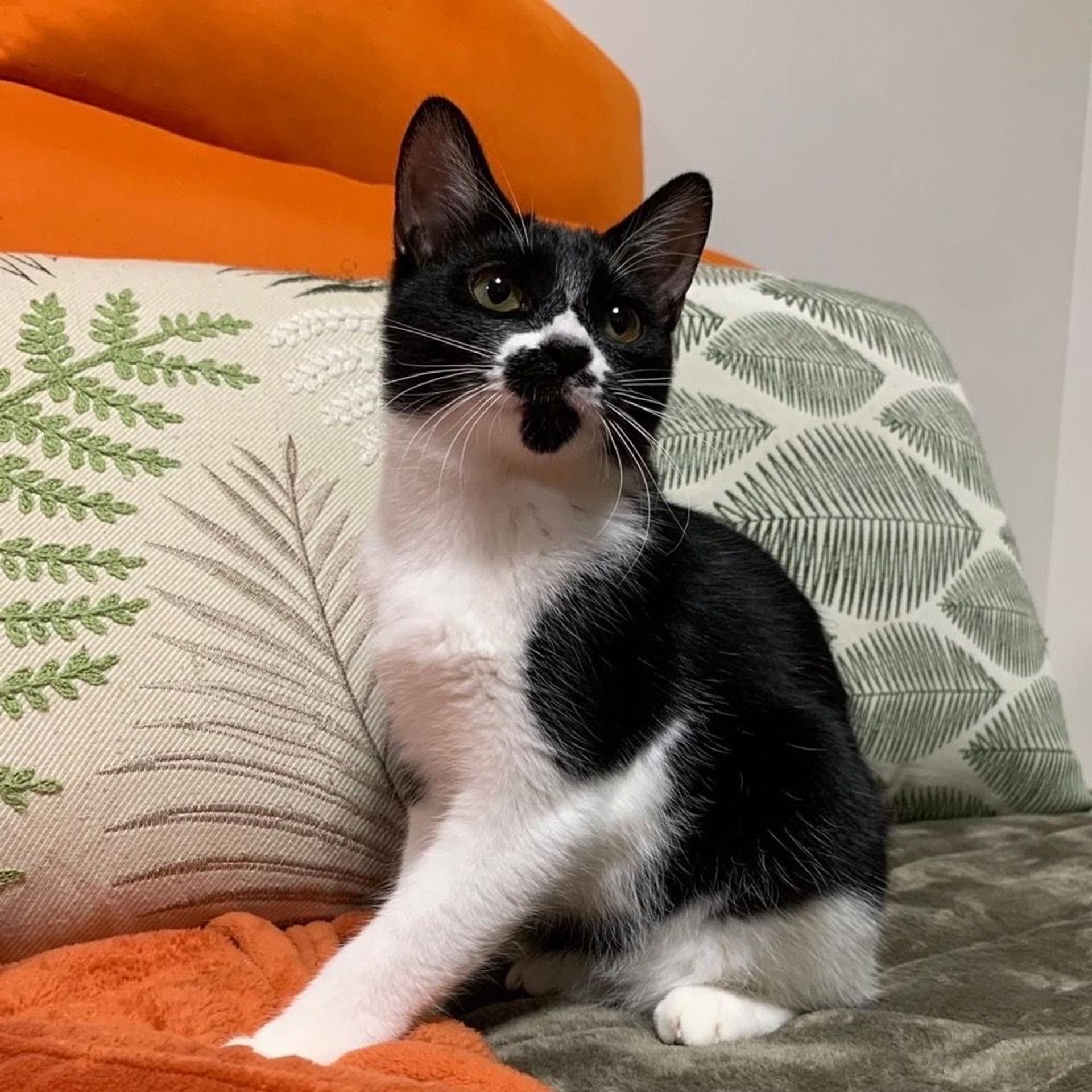 pet-image-2