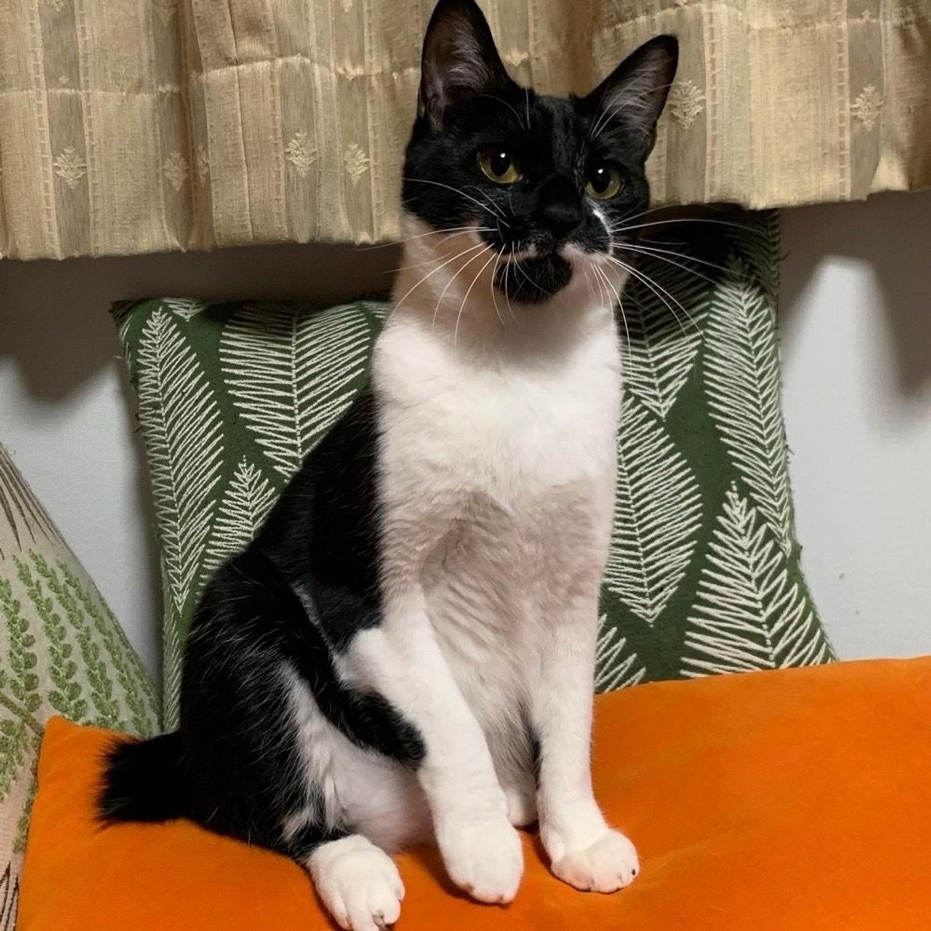 pet-image-5