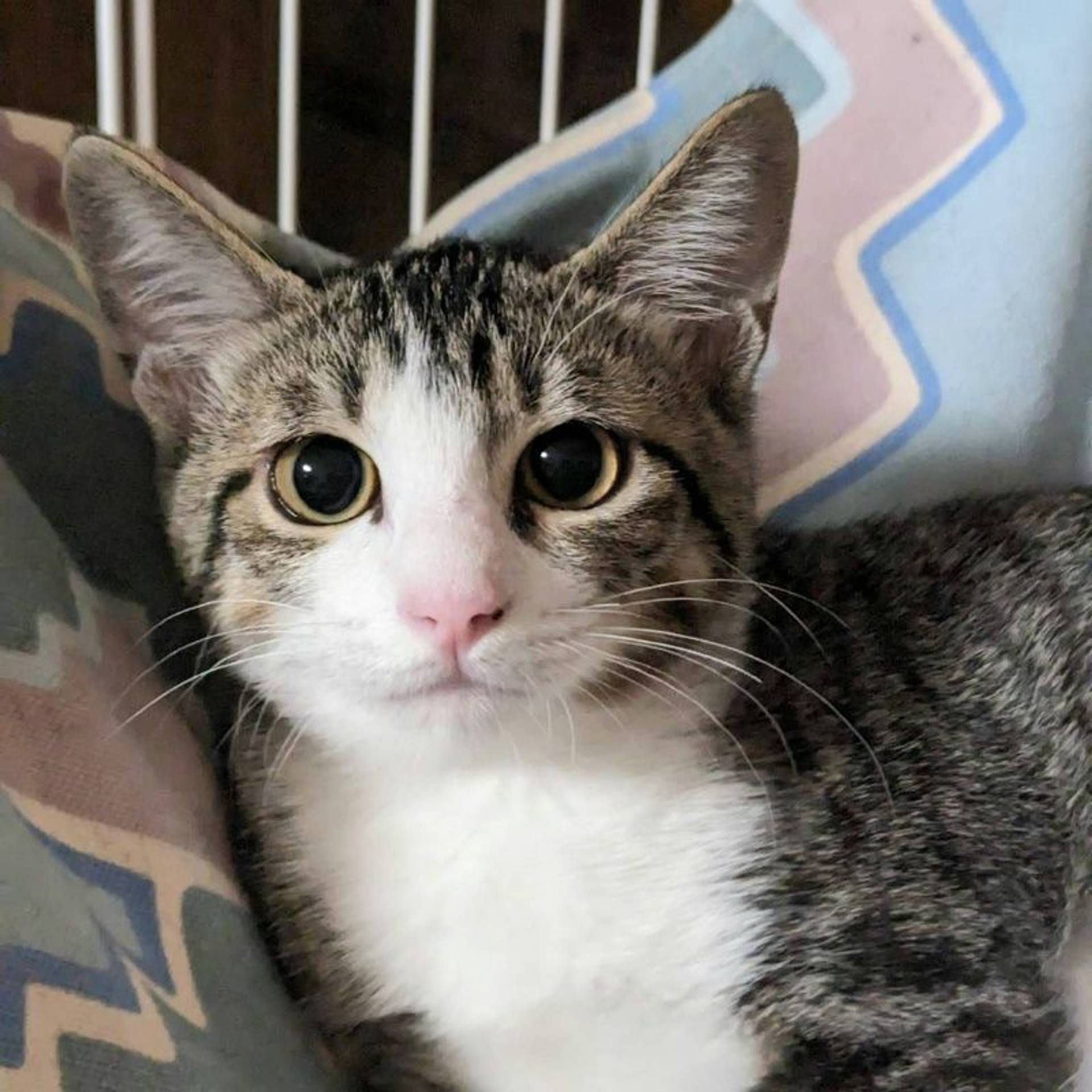 雑種（ミックス猫）・メスの里親募集の写真
