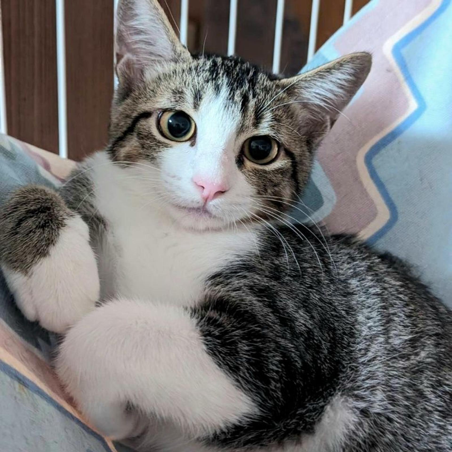 pet-image-2