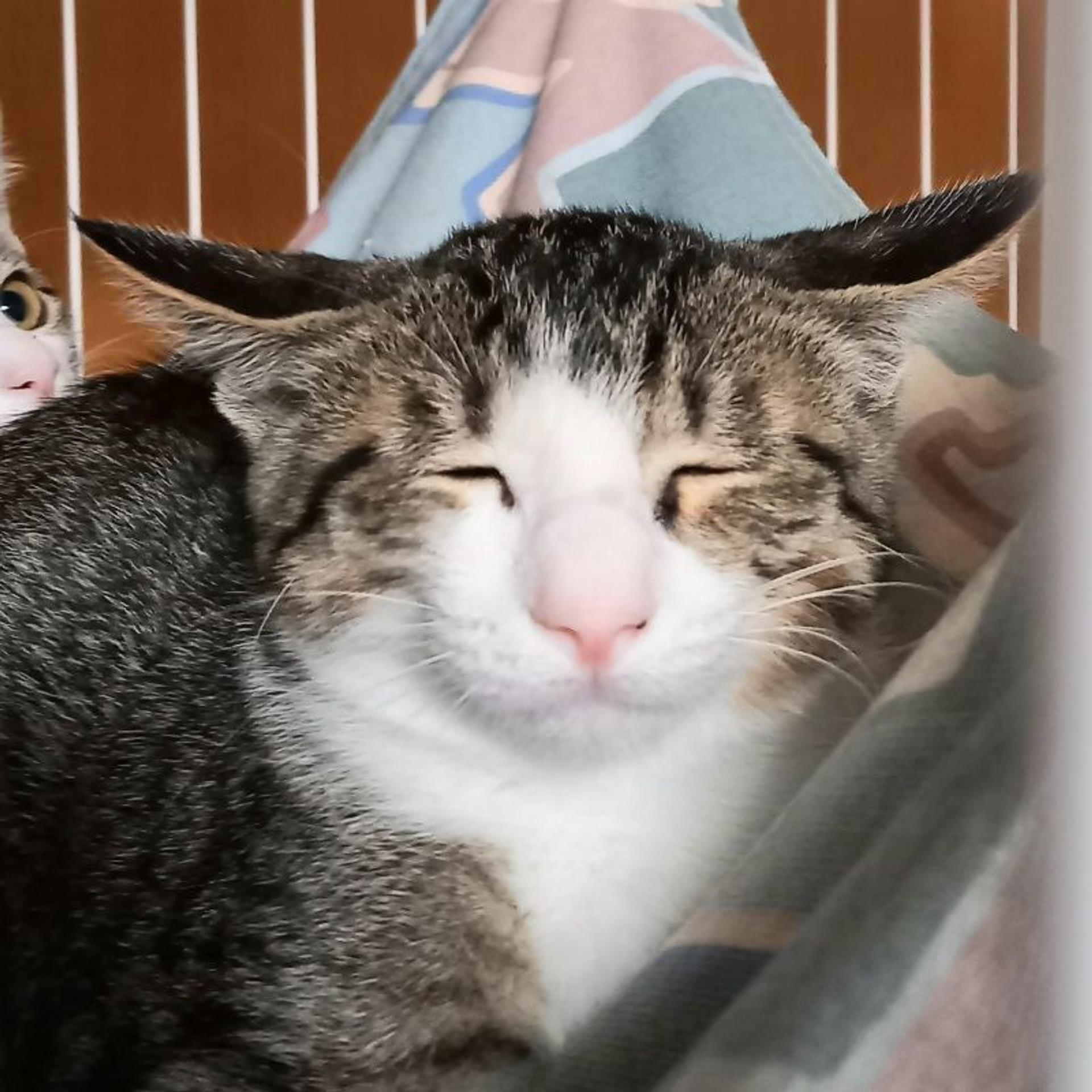 pet-image-5