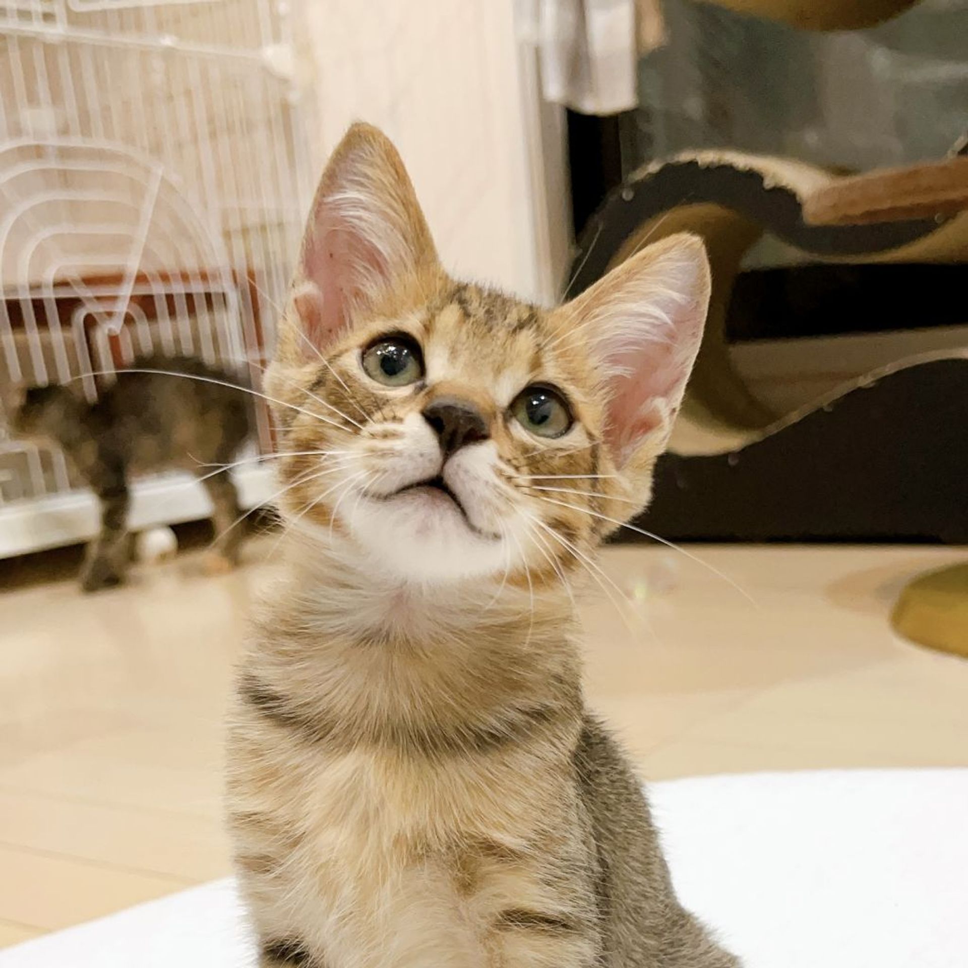 雑種（ミックス猫）・メスの里親募集の写真