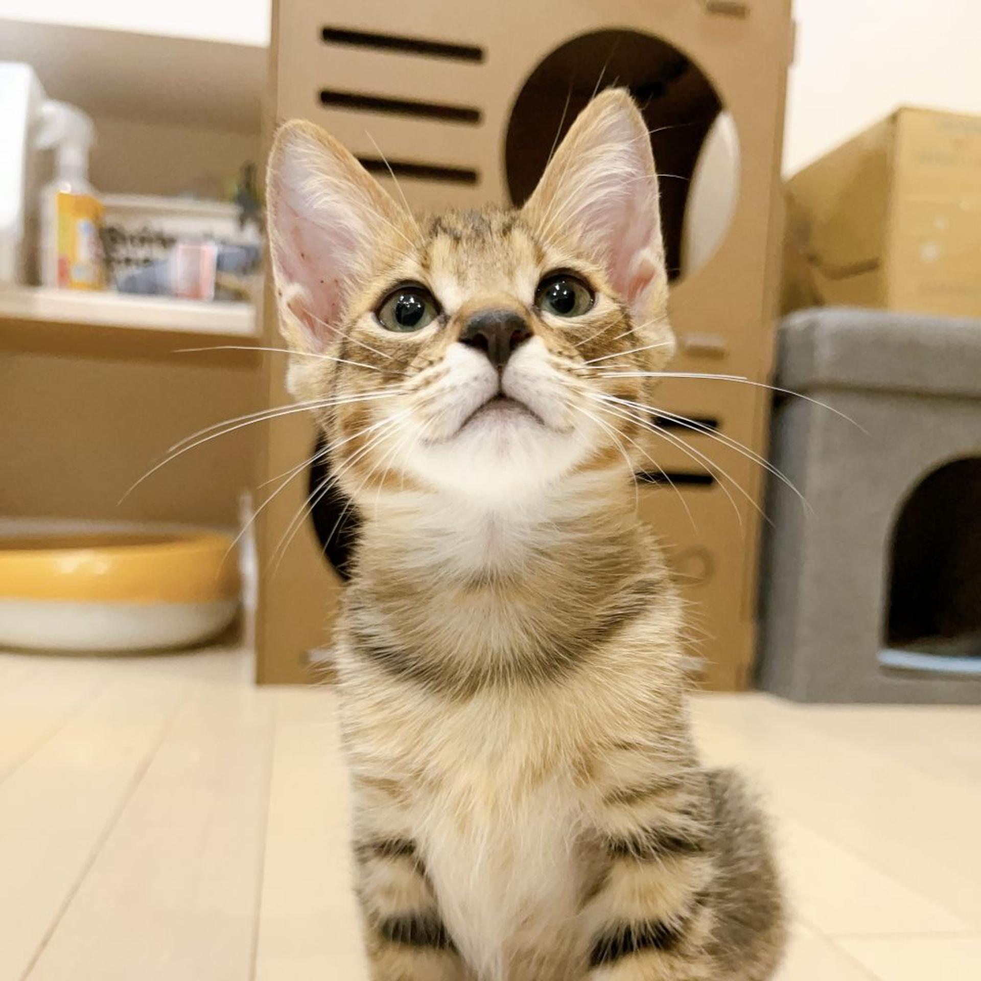 pet-image-2