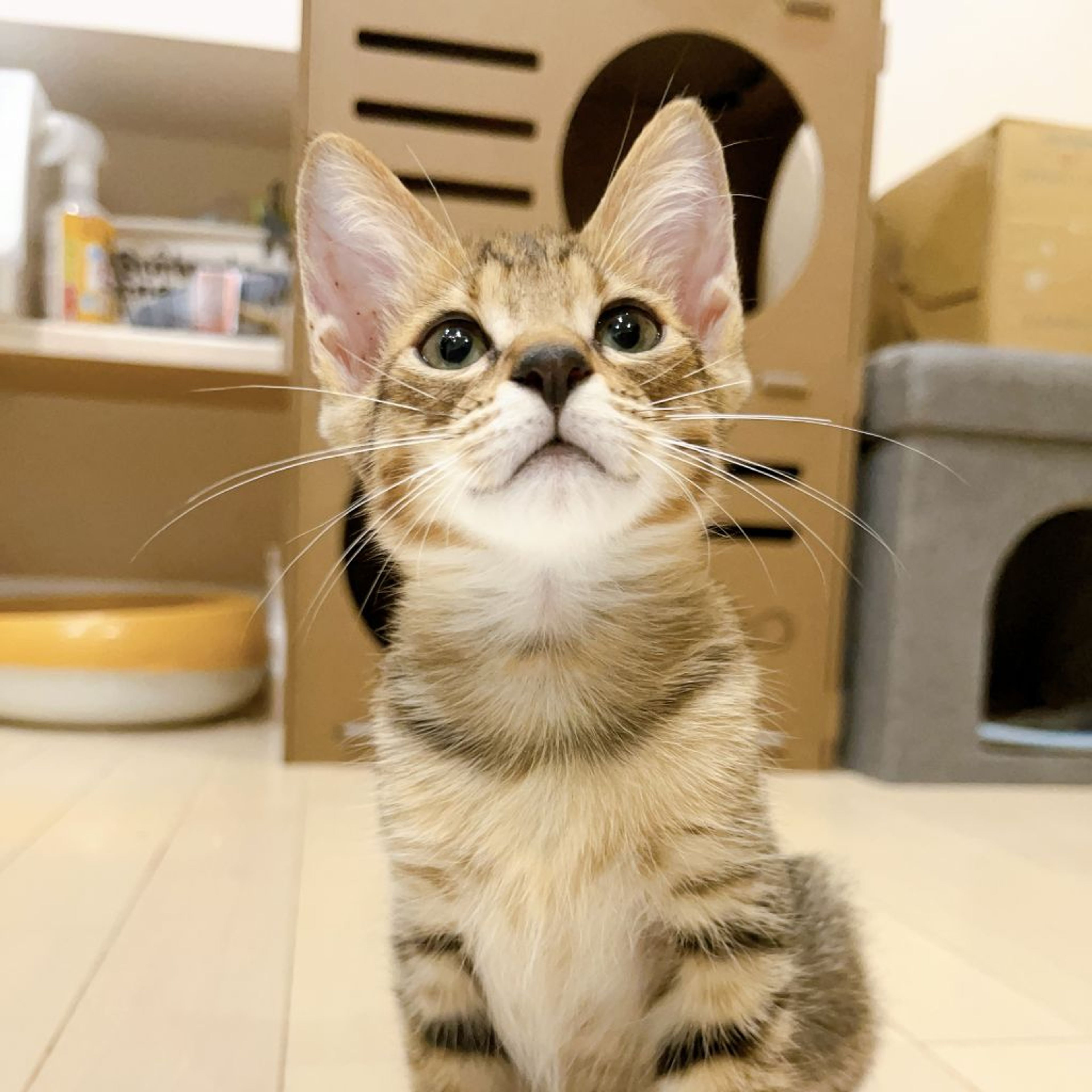 pet-image-2