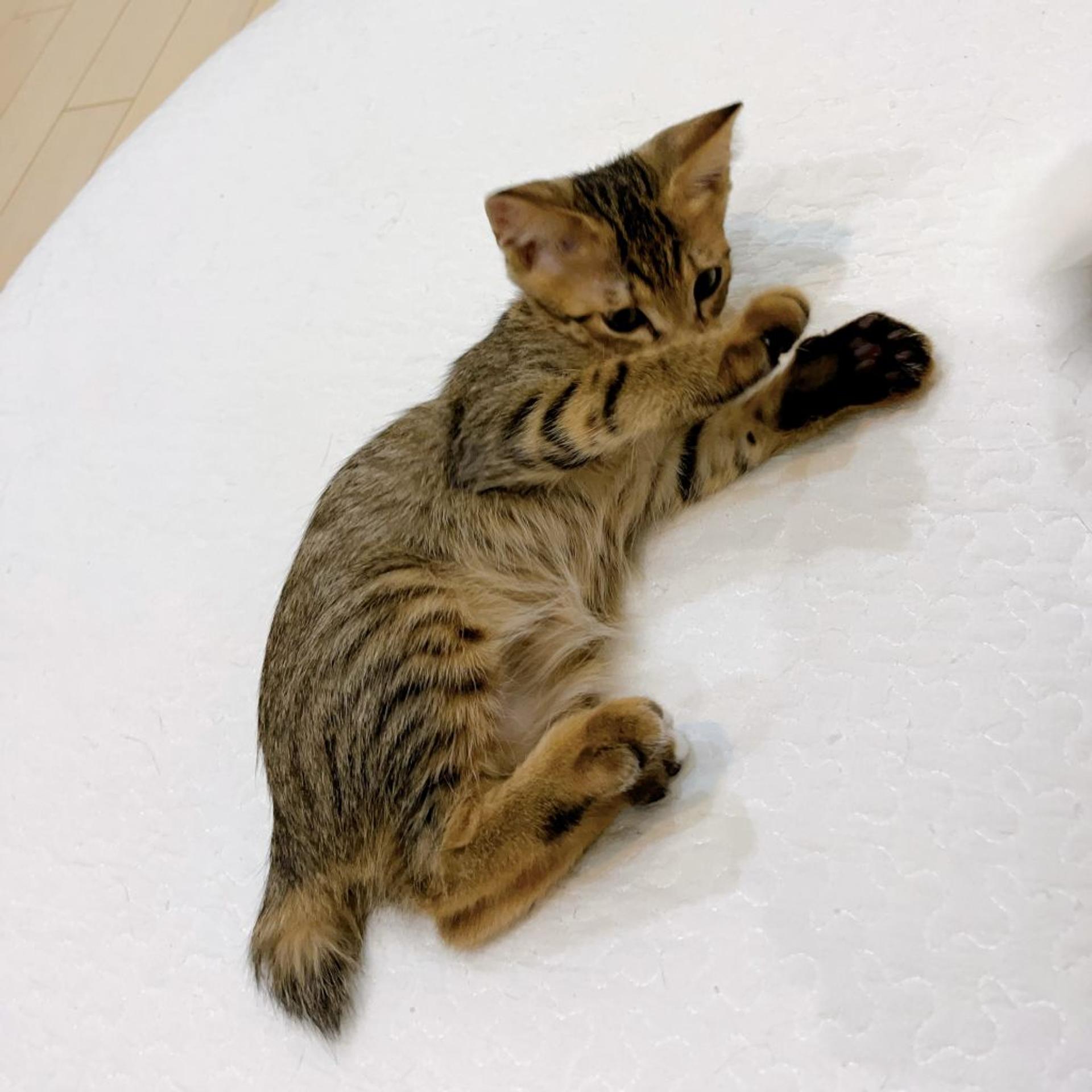 pet-image-3