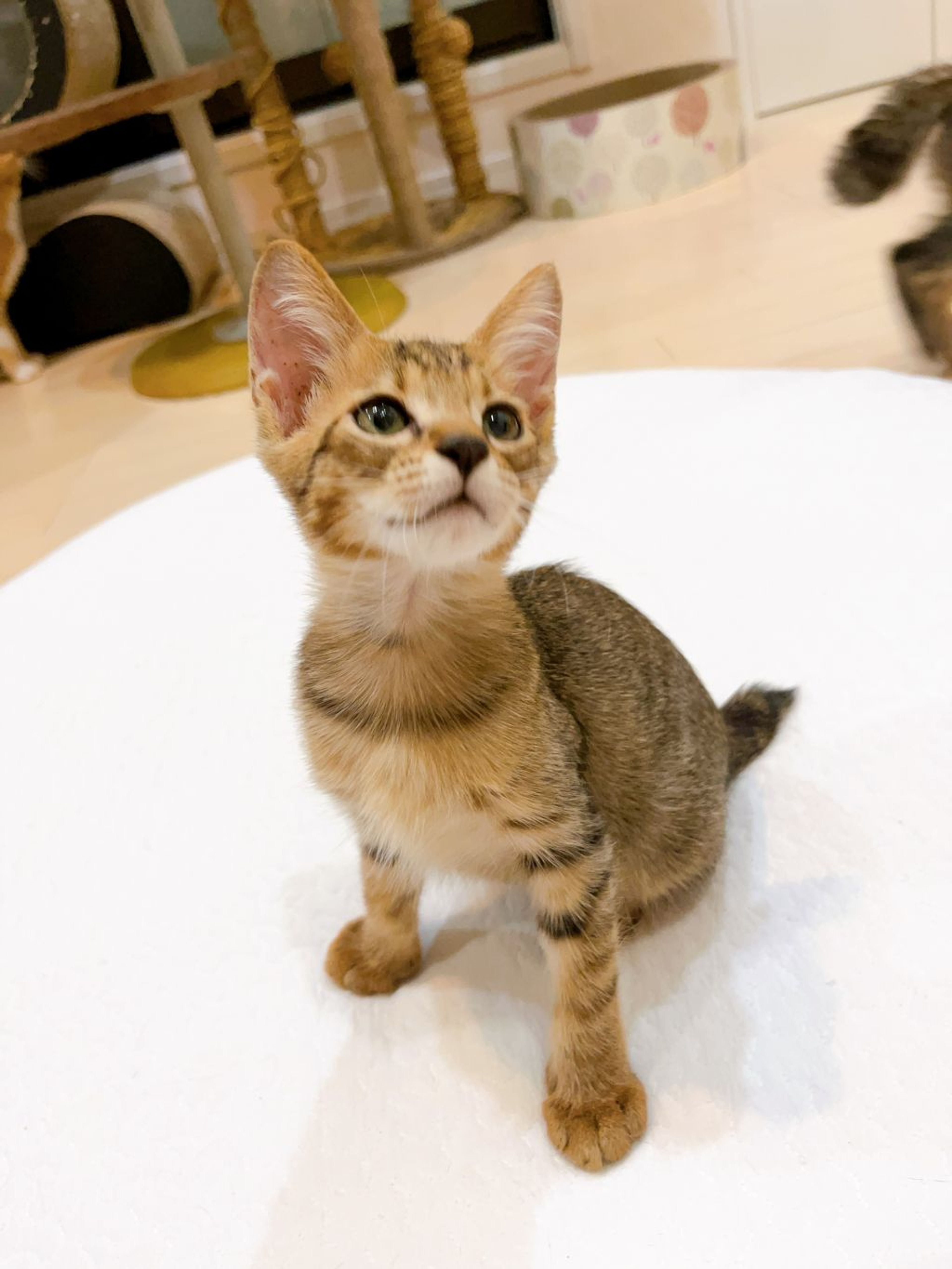 pet-image-4