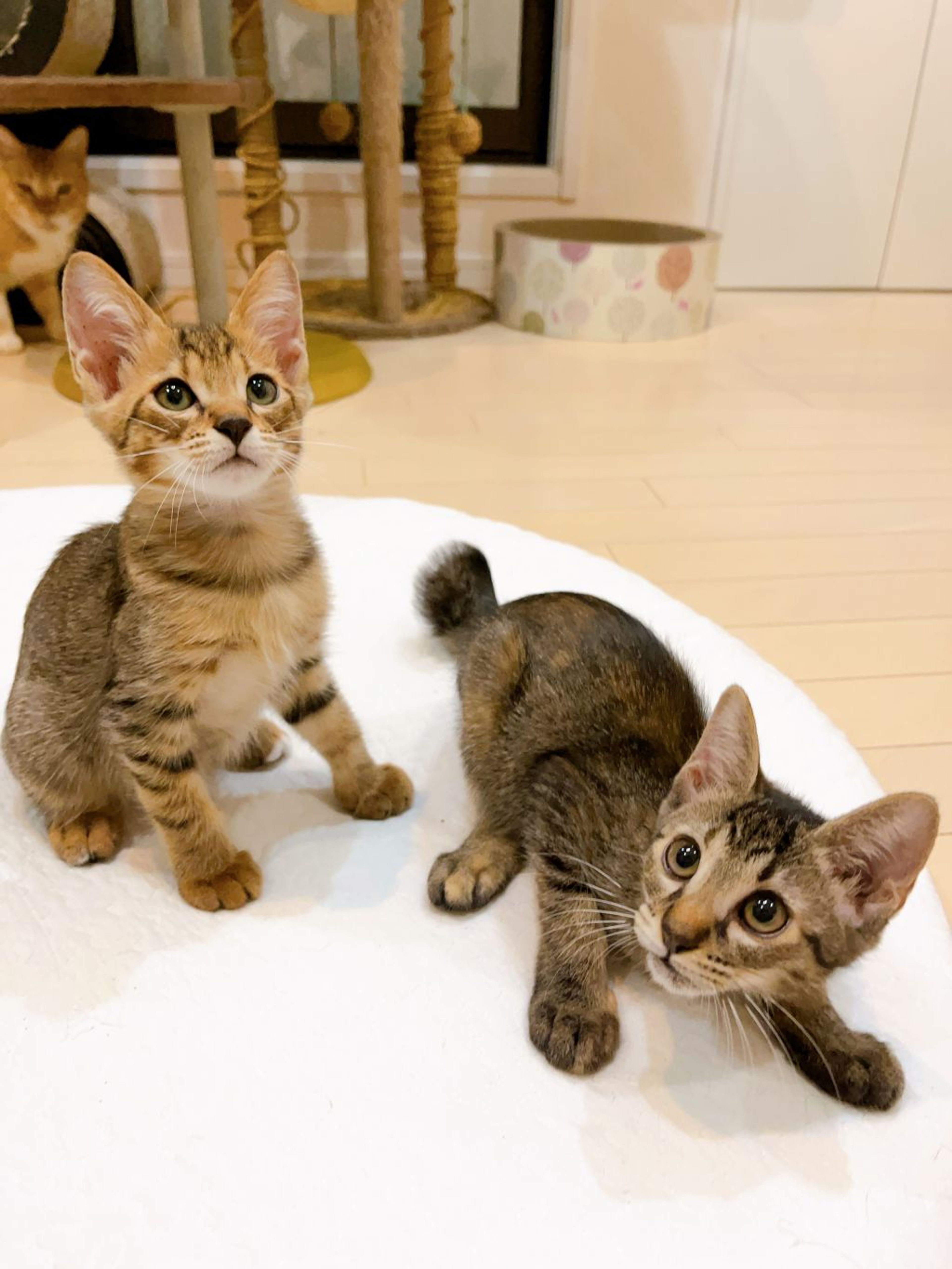 pet-image-5