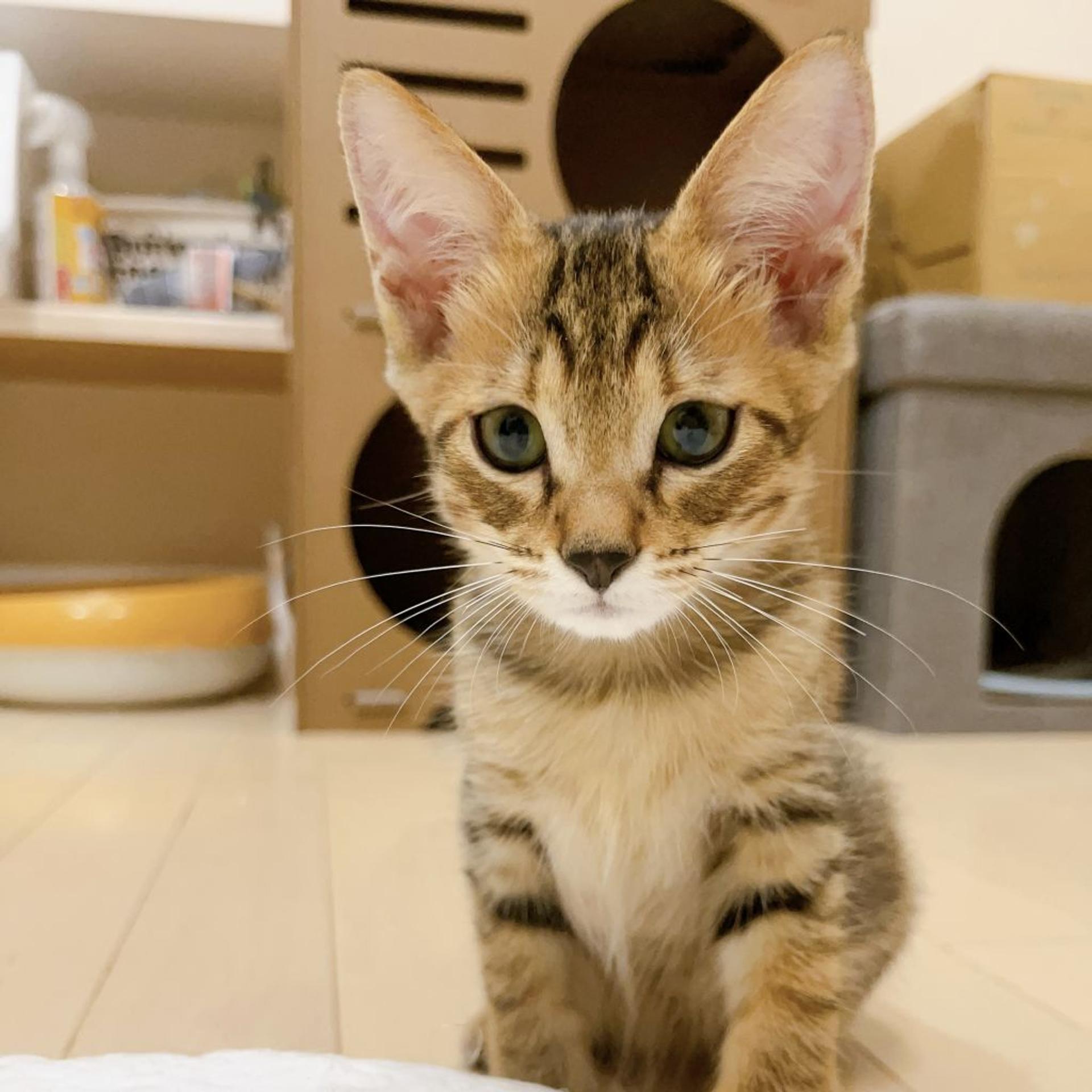 pet-image-6