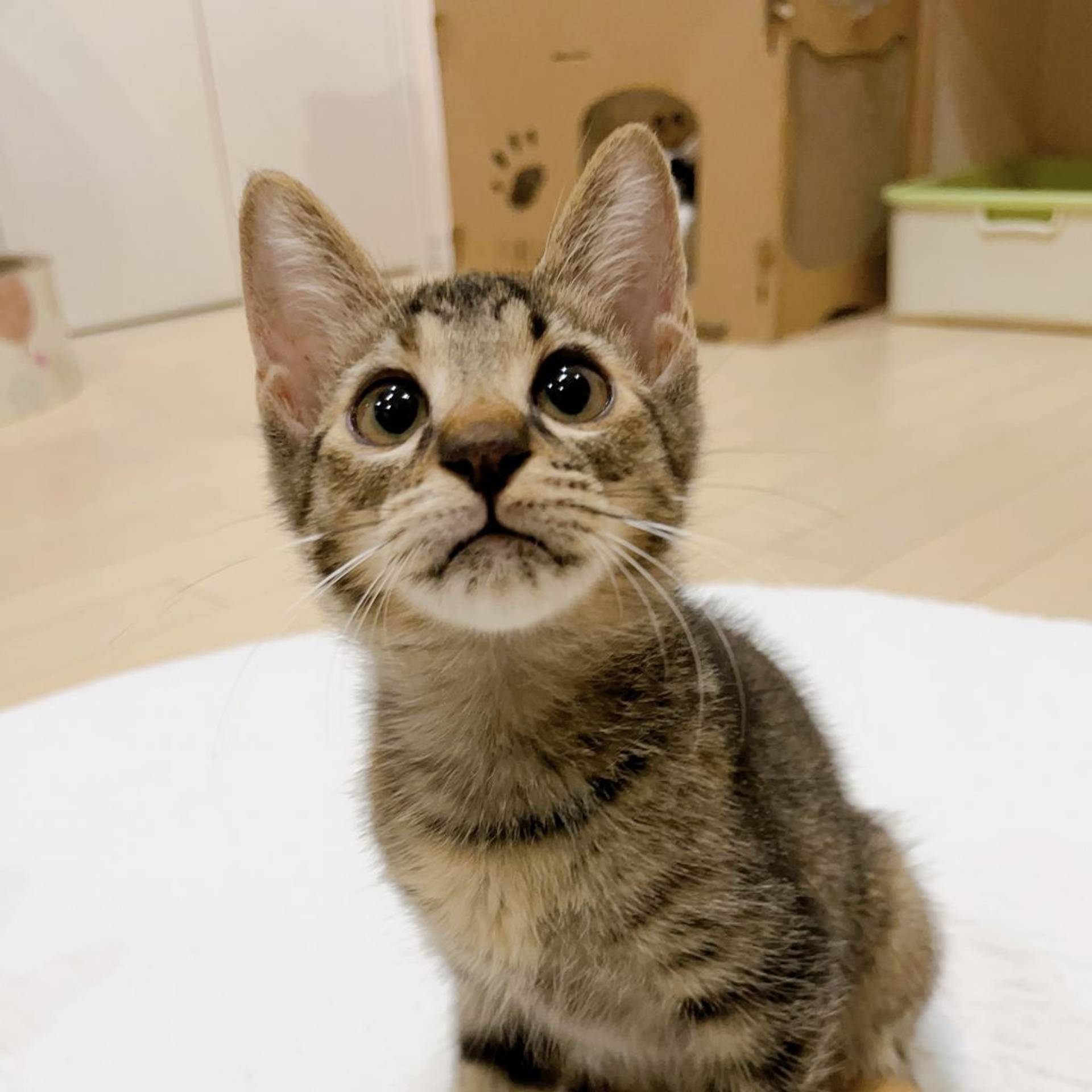 雑種（ミックス猫）・メスの里親募集の写真