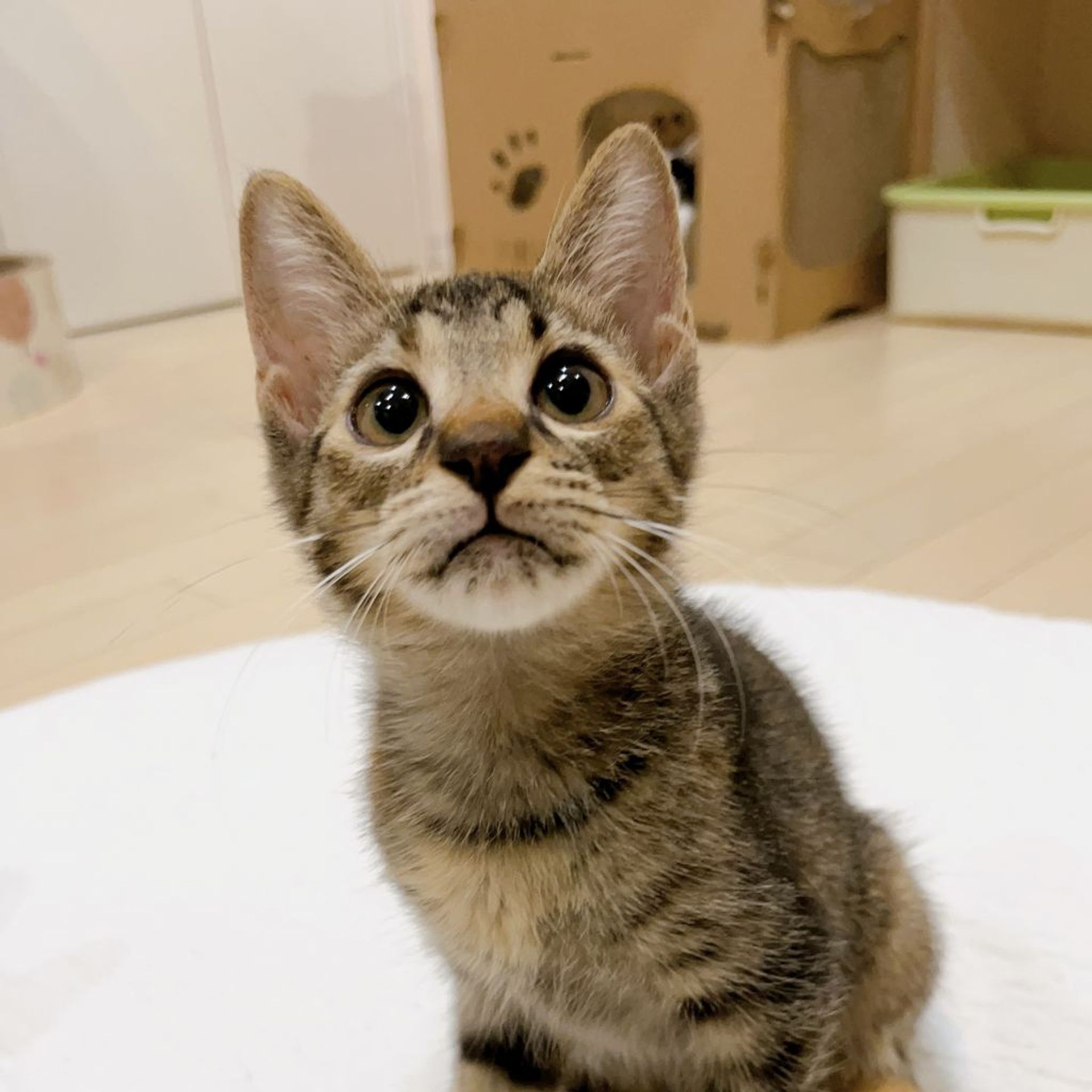 雑種（ミックス猫）・メスの里親募集の写真