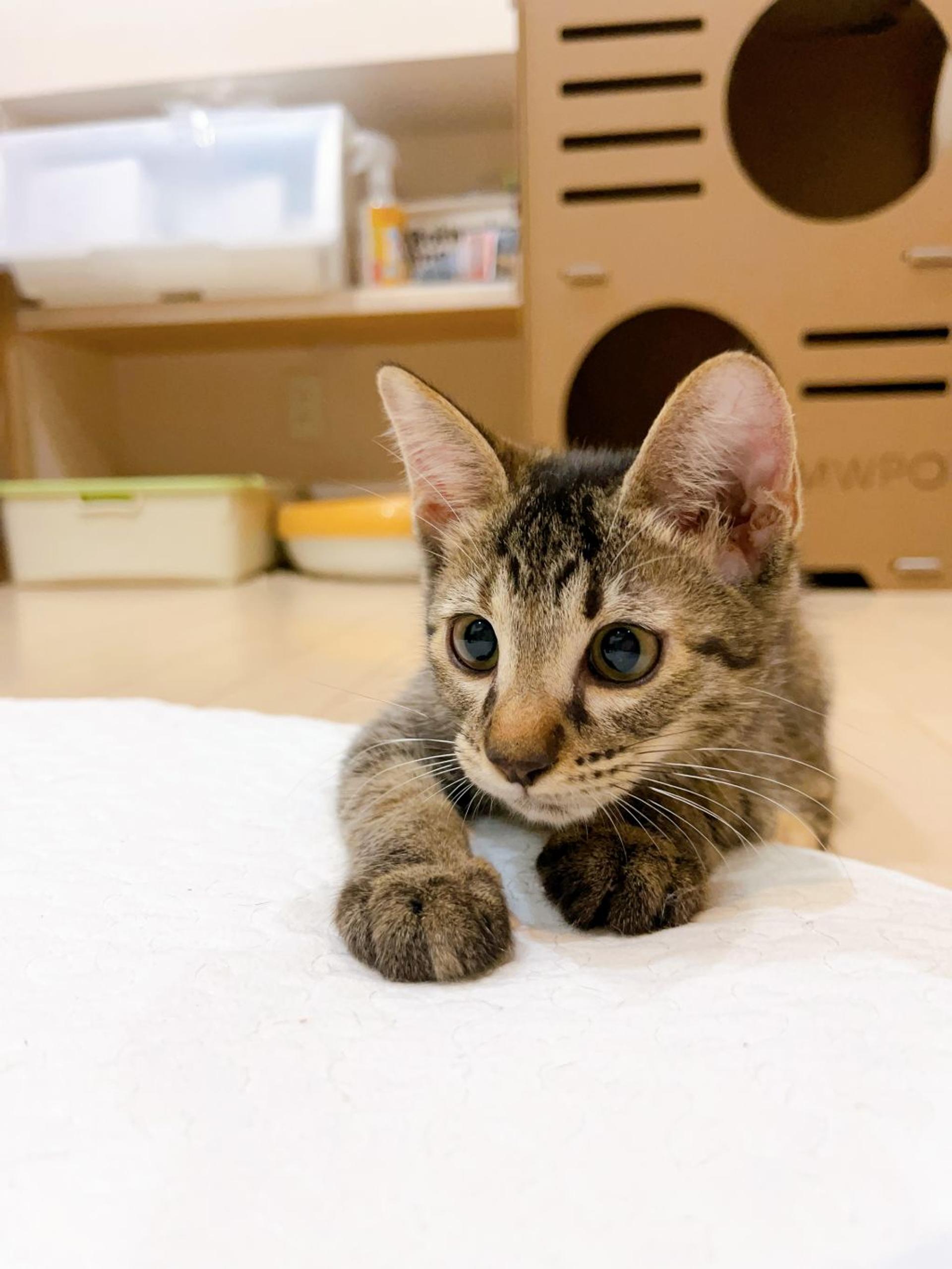 pet-image-2