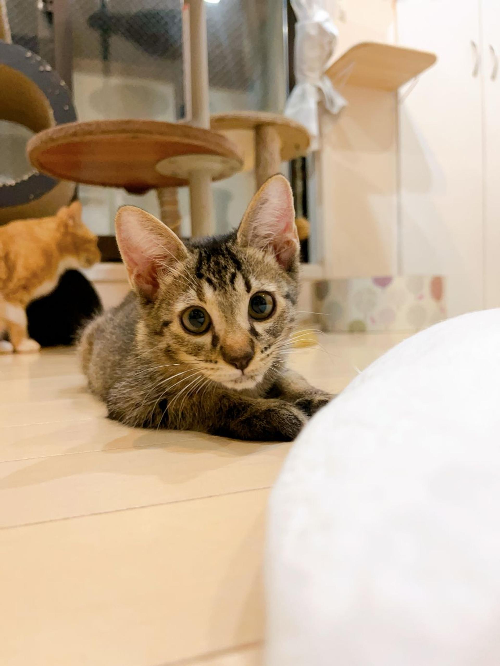 pet-image-3