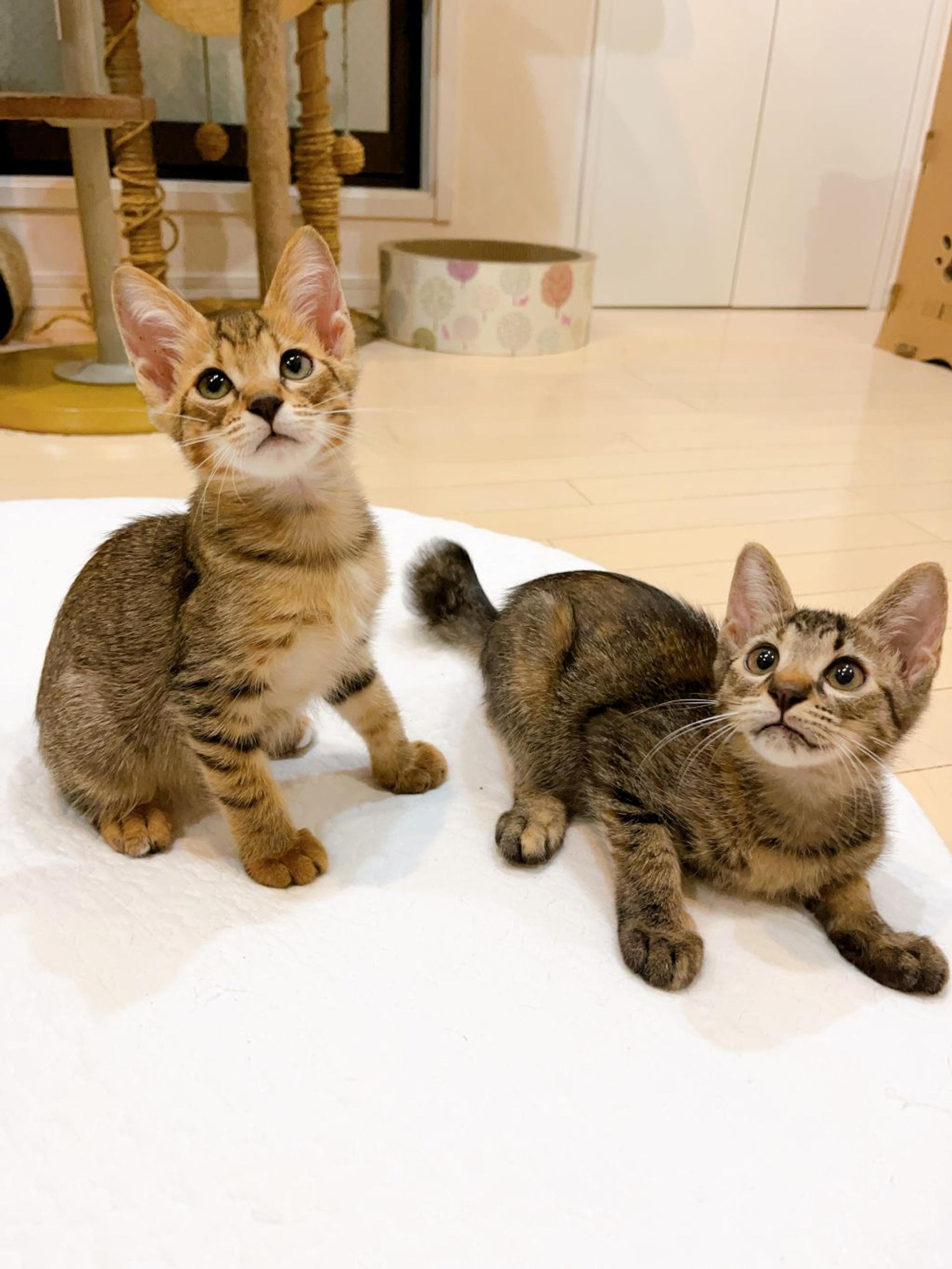 pet-image-5