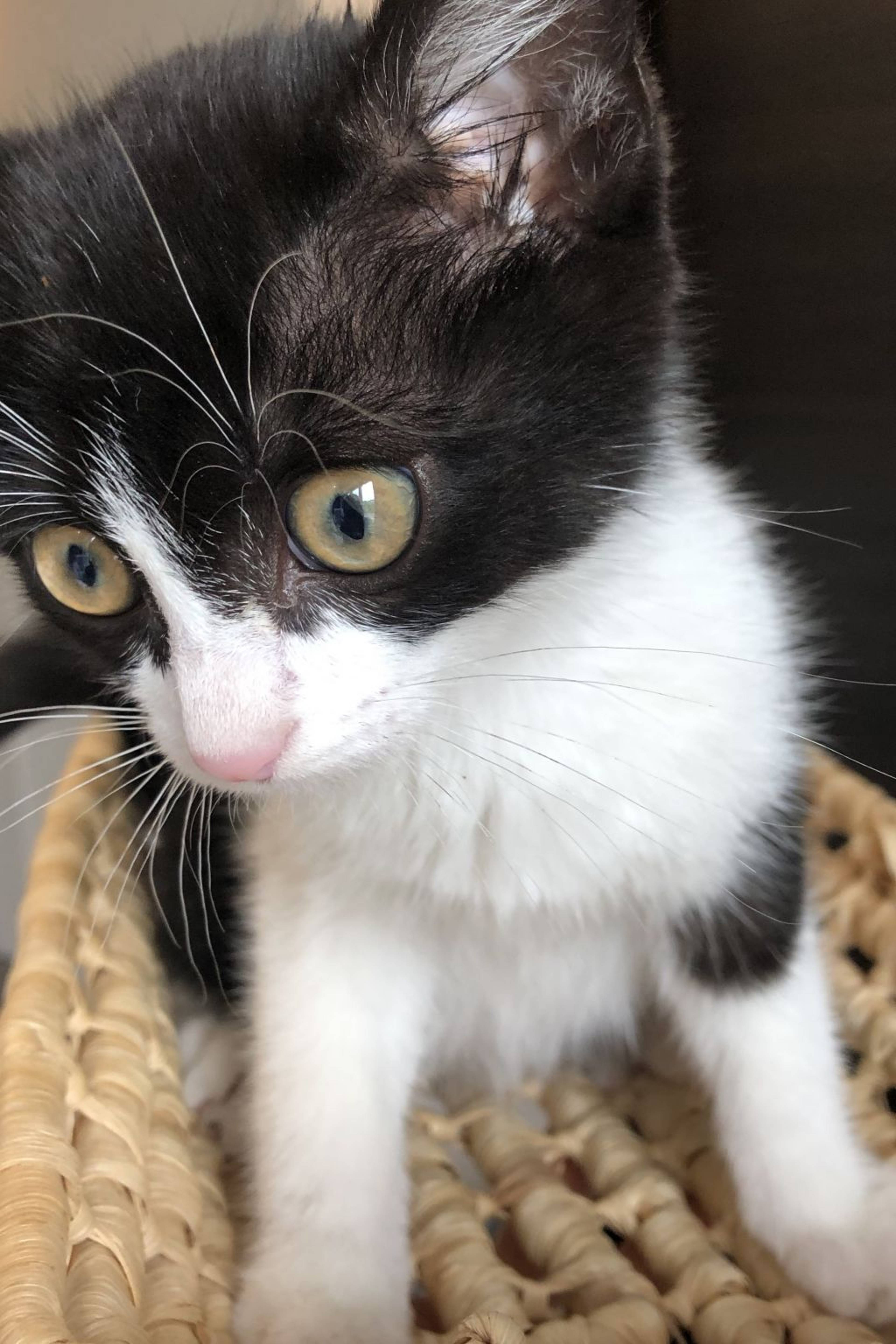 雑種（ミックス猫）・オスの里親募集の写真