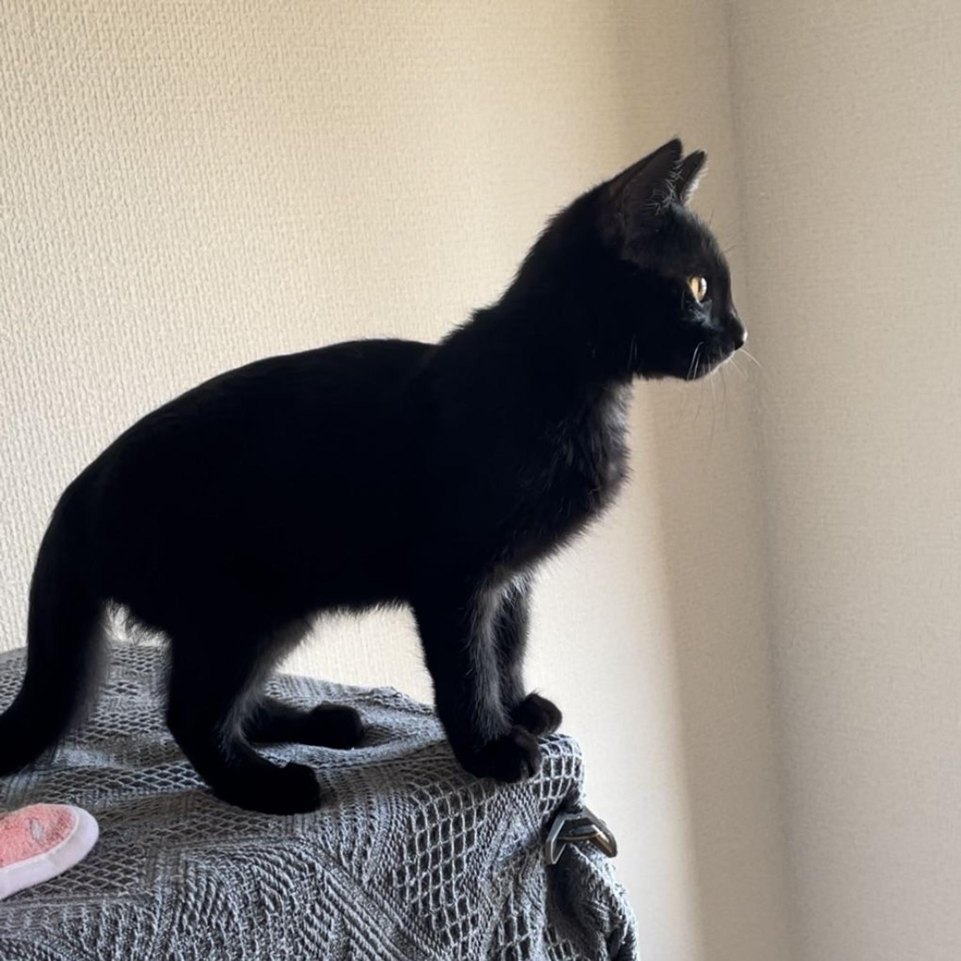 pet-image-3