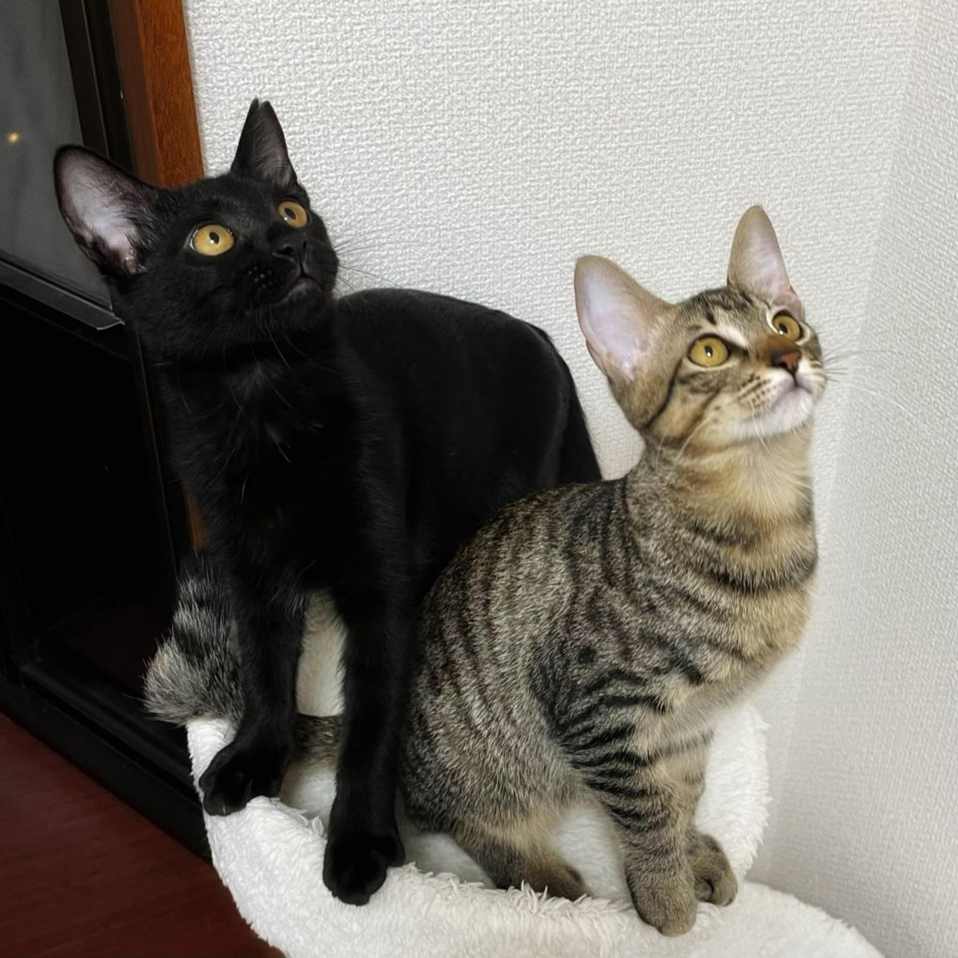 pet-image-4