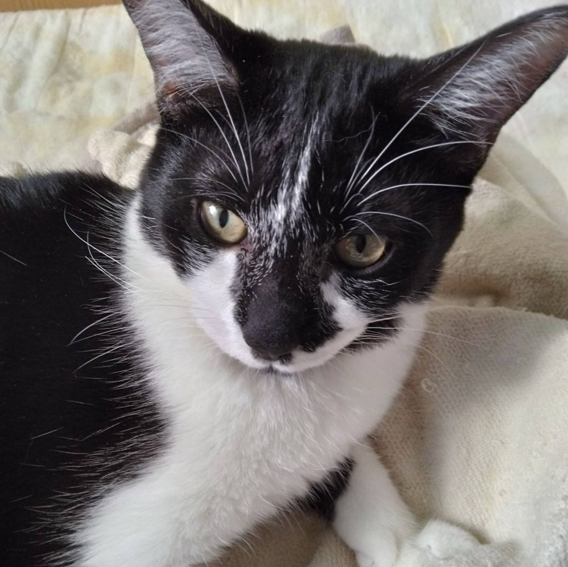 雑種（ミックス猫）・メスの里親募集の写真