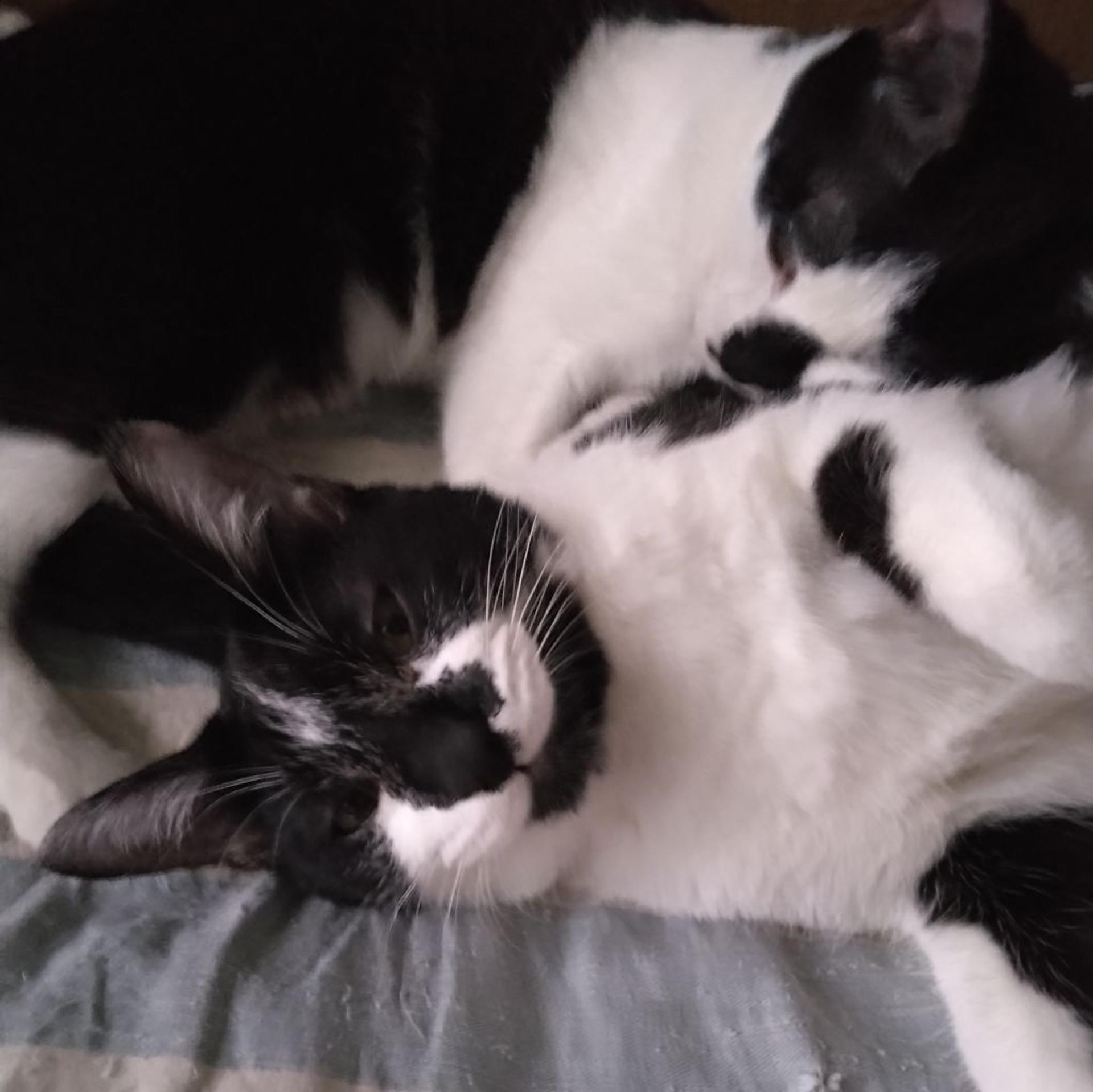 pet-image-4