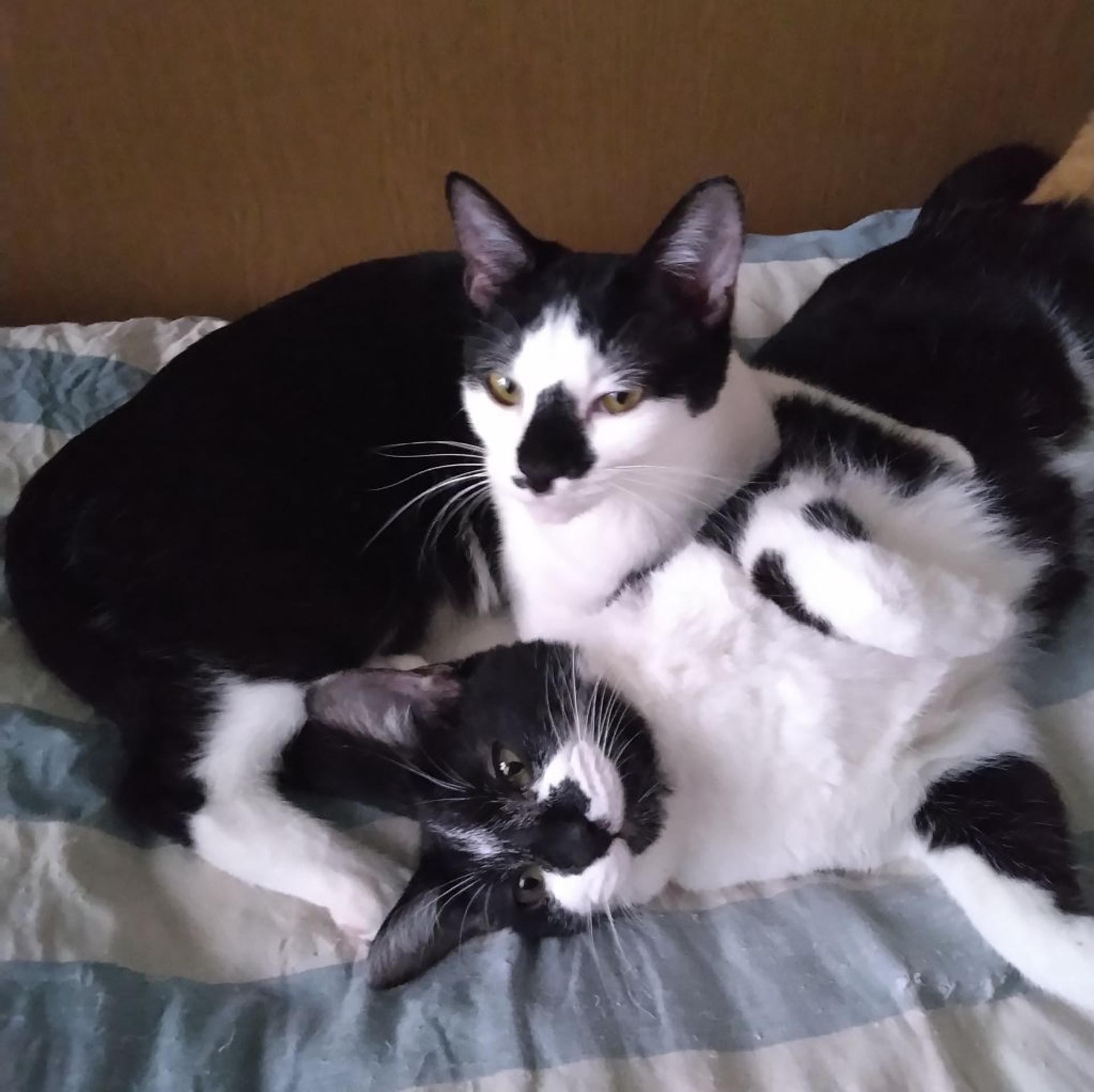 pet-image-6