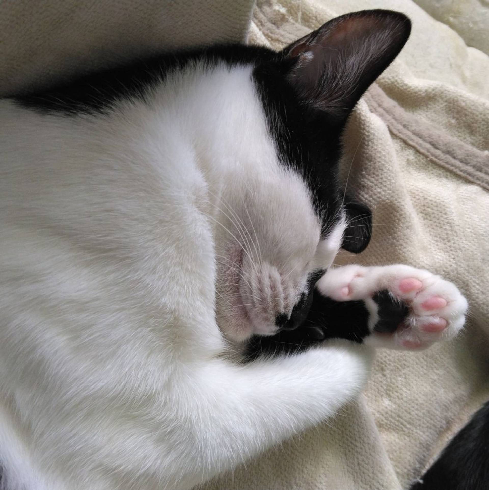 雑種（ミックス猫）・メスの里親募集の写真