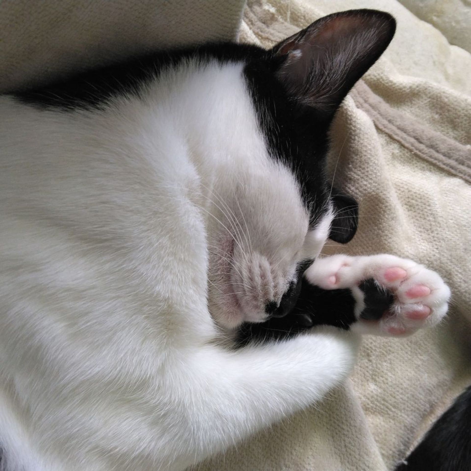 雑種（ミックス猫）・メスの里親募集の写真