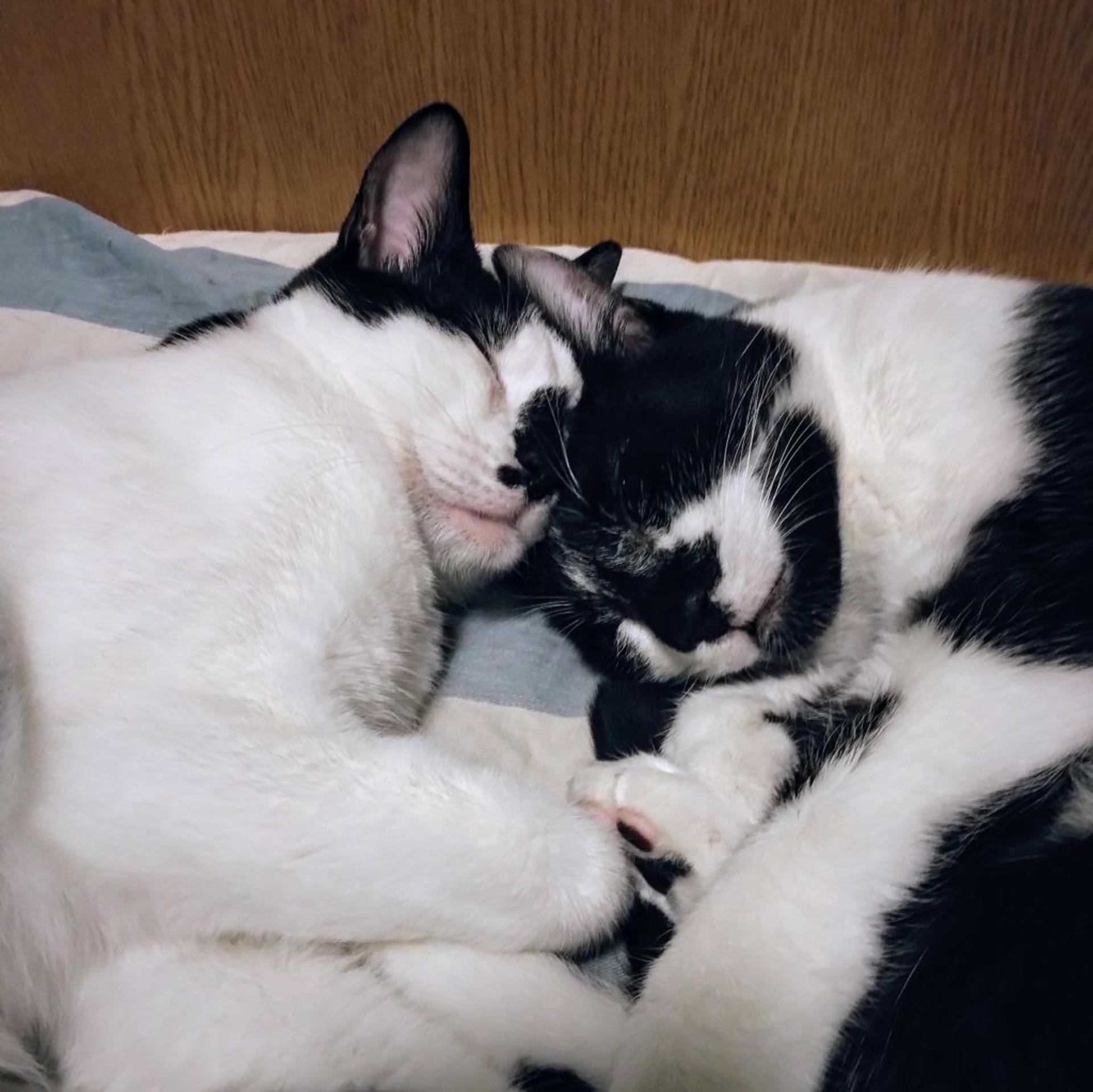pet-image-6