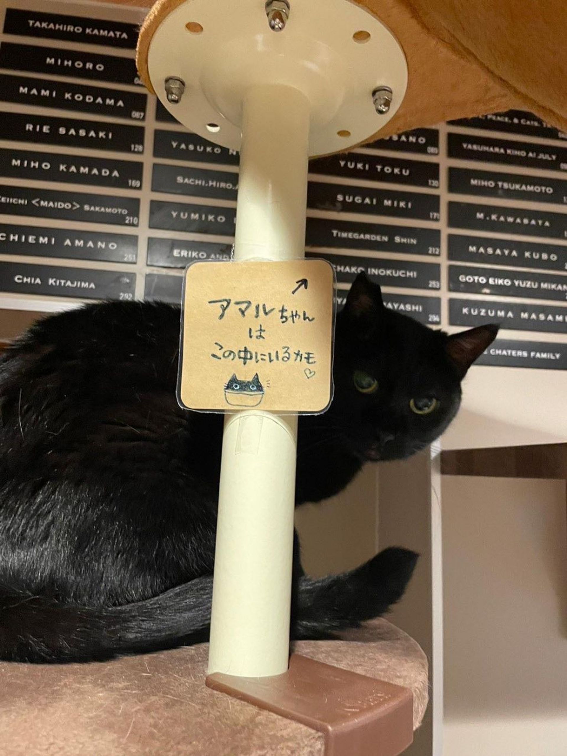 雑種（ミックス猫）・メスの里親募集の写真