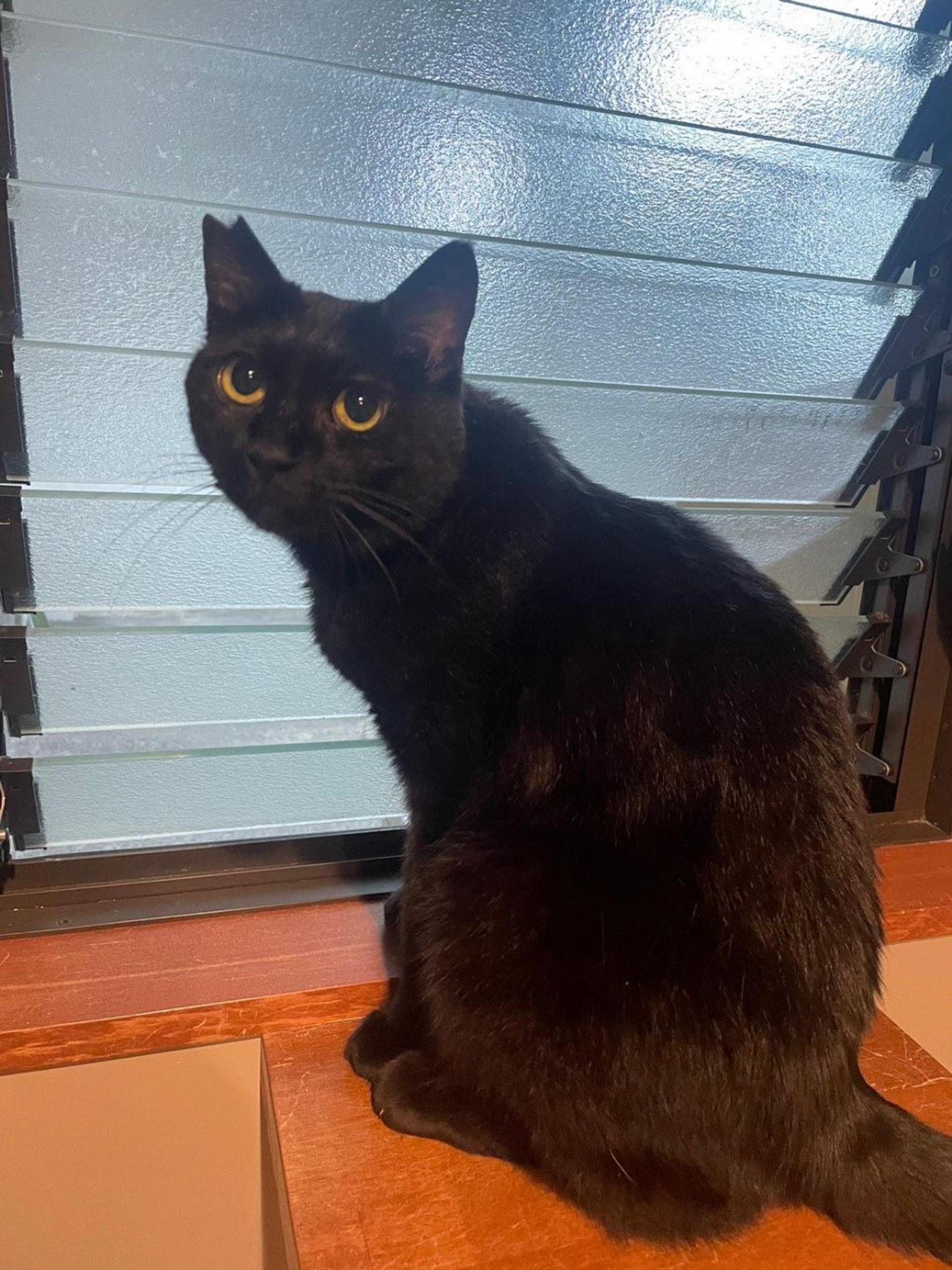 pet-image-2