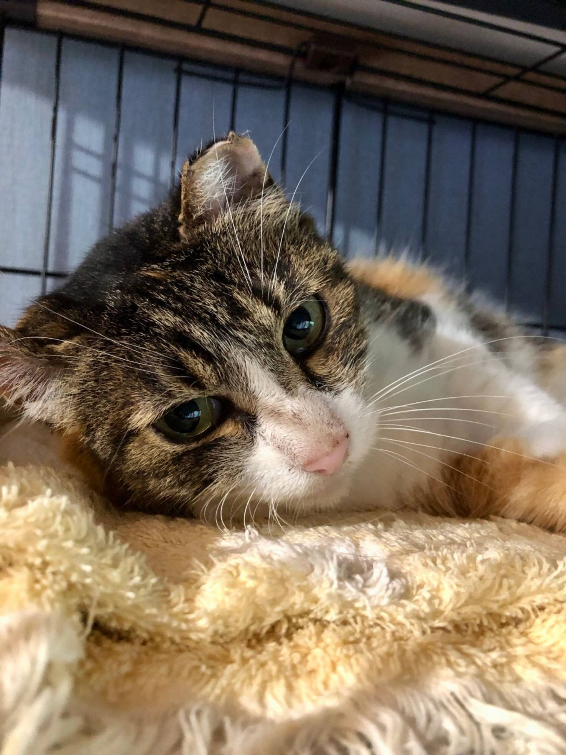 雑種（ミックス猫）・メスの里親募集の写真