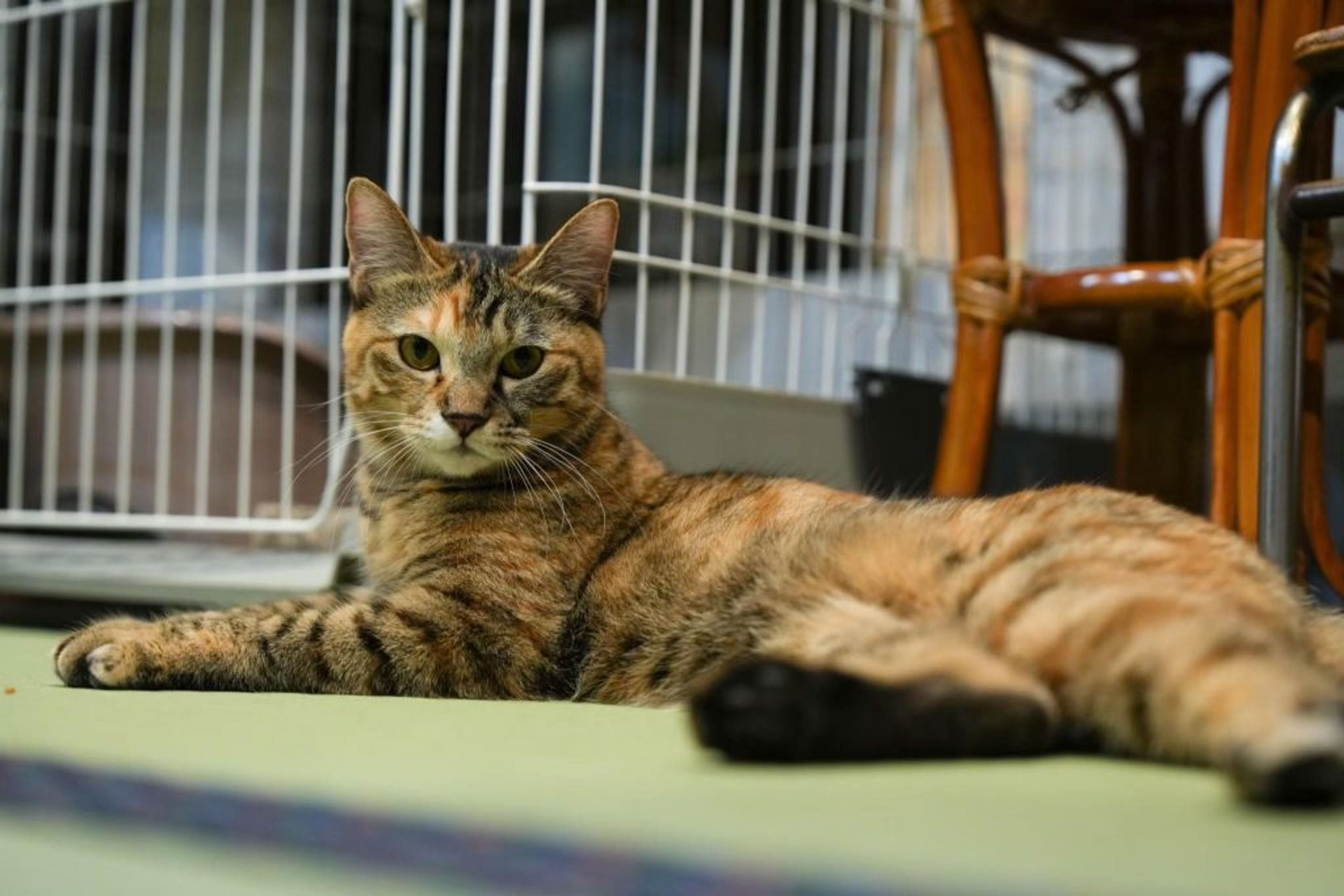 pet-image-4
