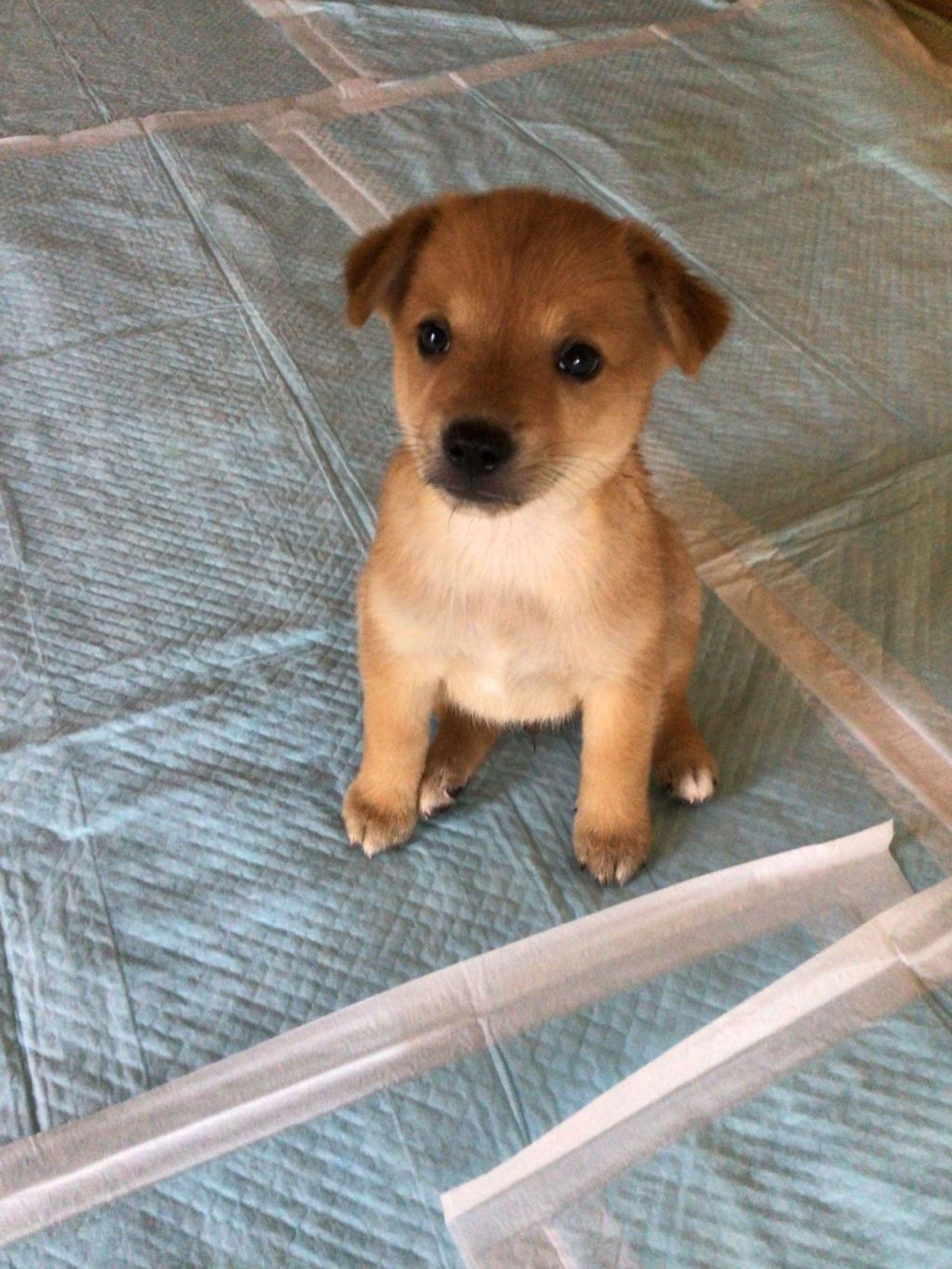 雑種（ミックス犬）・オスの里親募集の写真