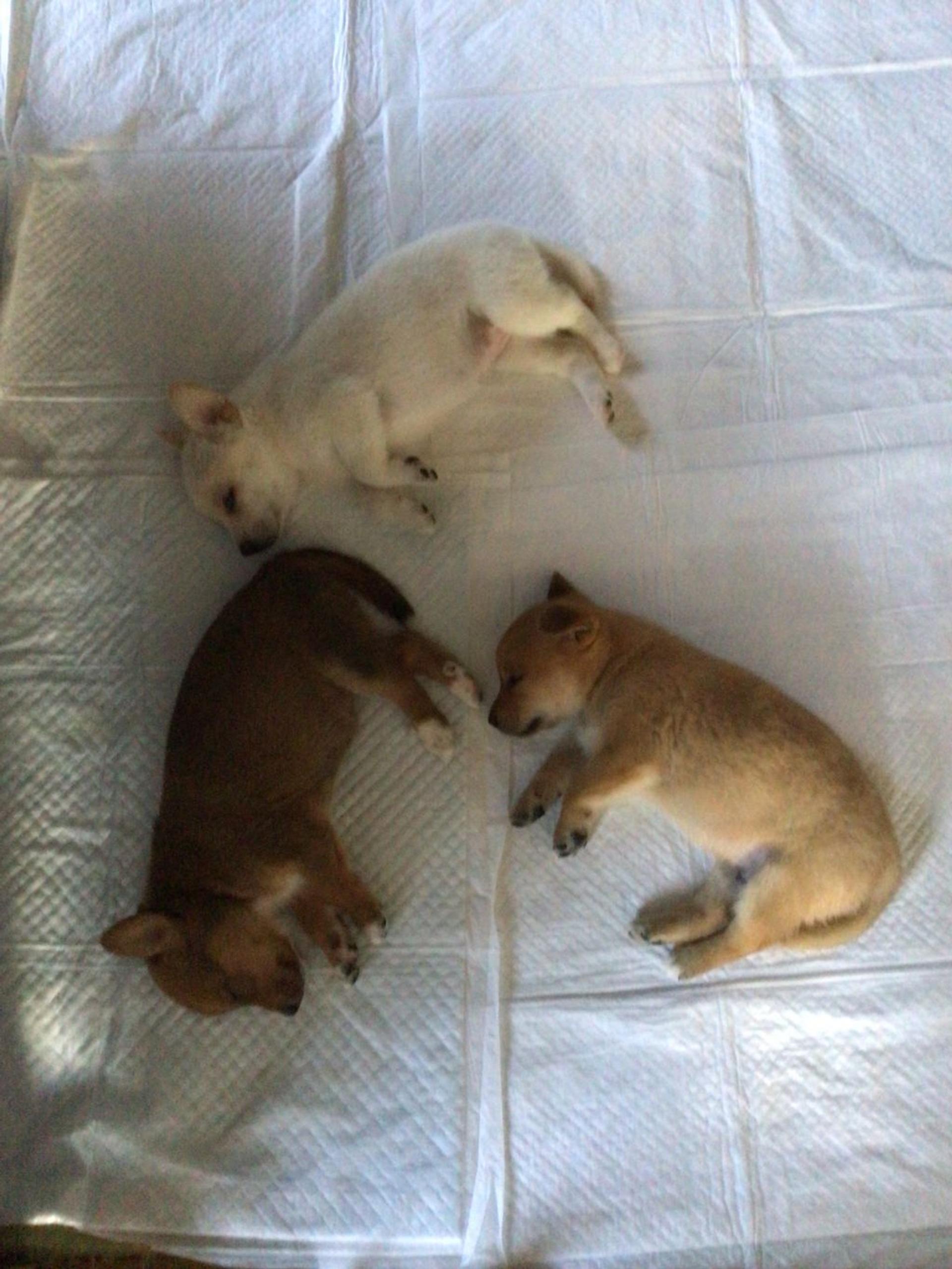 pet-image-5