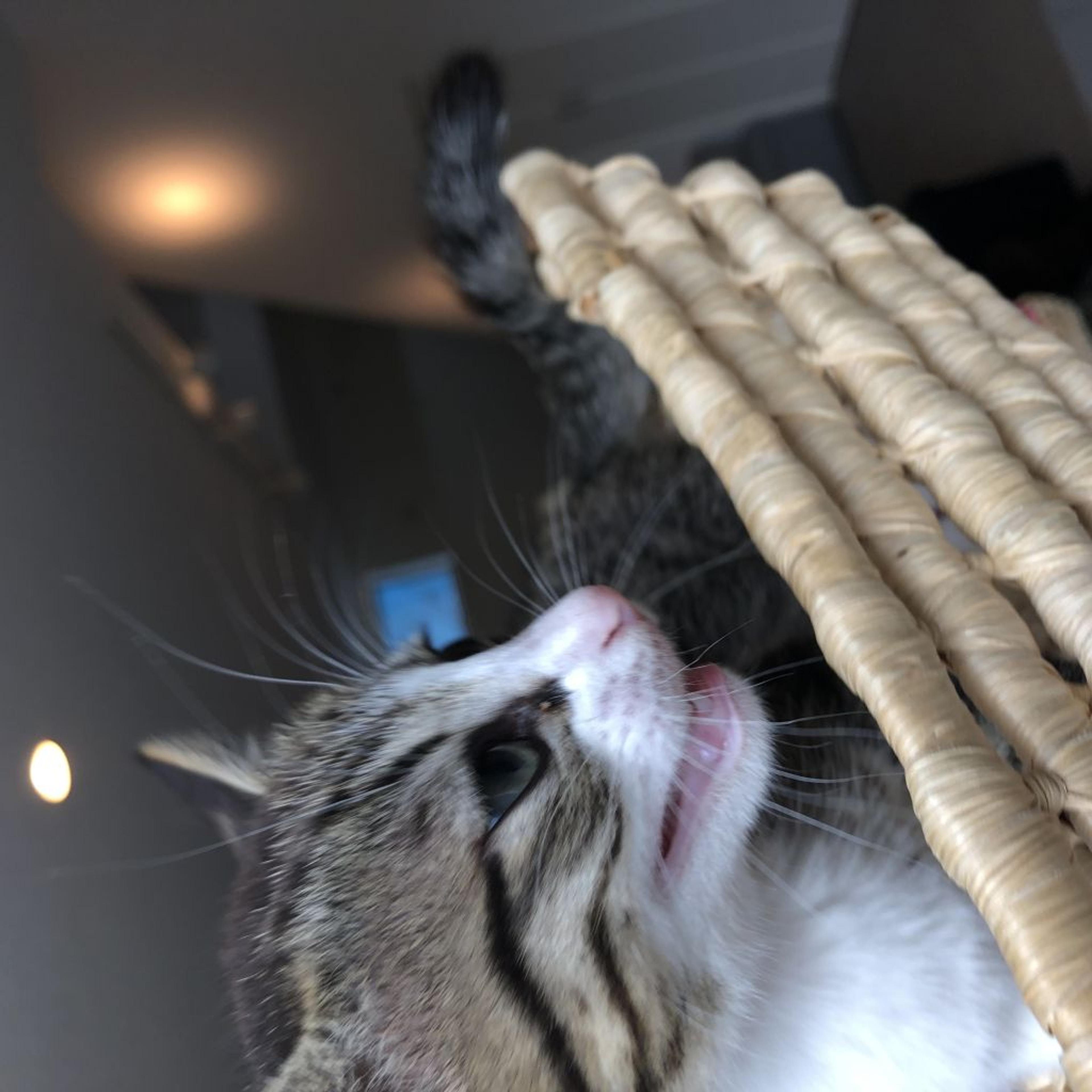 pet-image-2