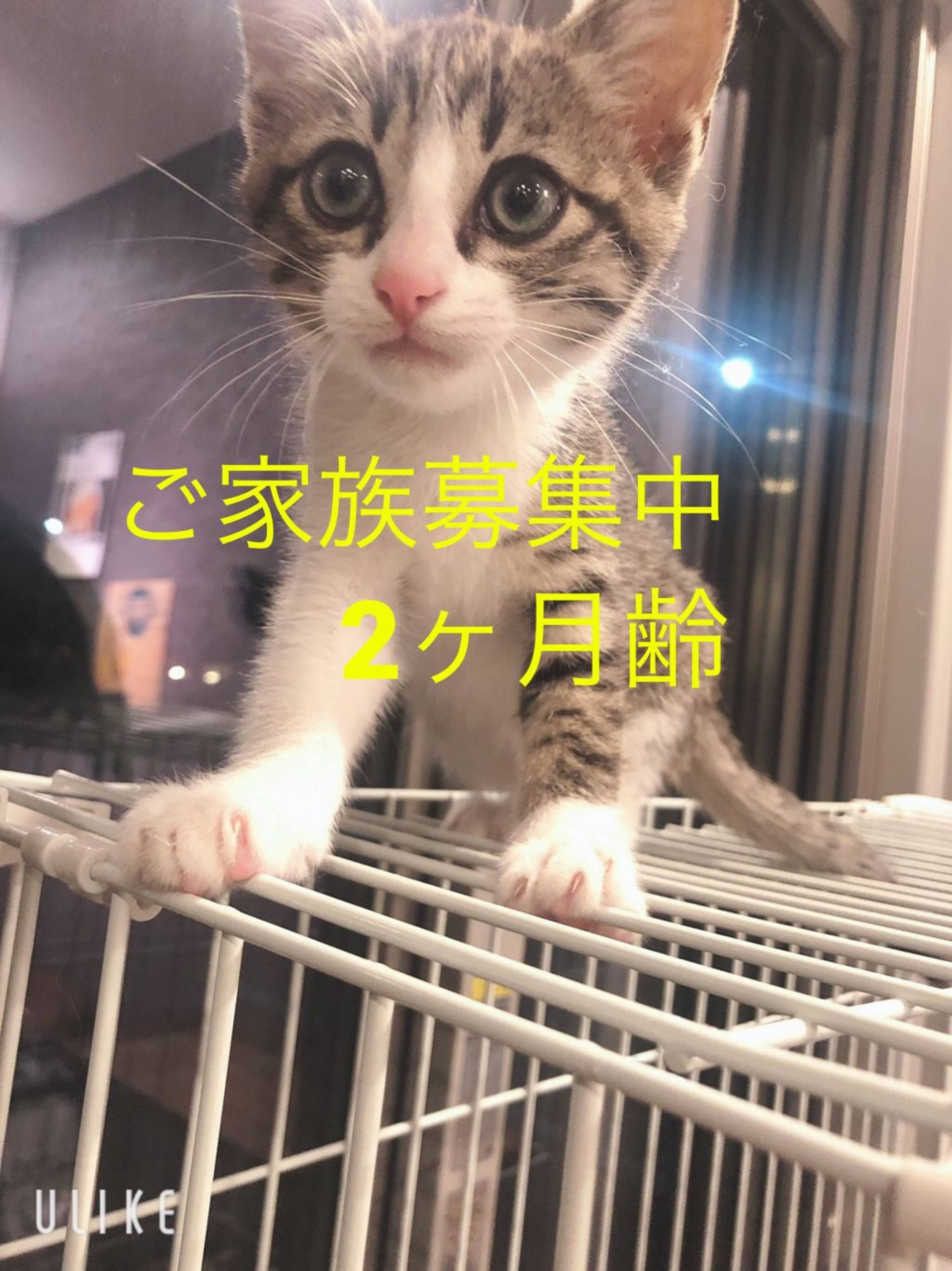 雑種（ミックス猫）・オスの里親募集の写真