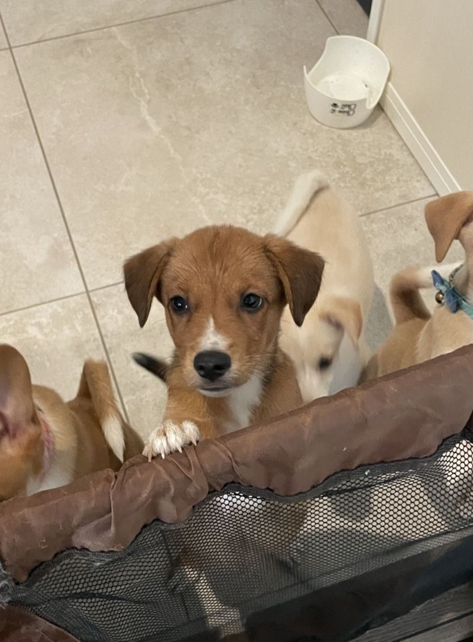 雑種（ミックス犬）・オスの里親募集の写真