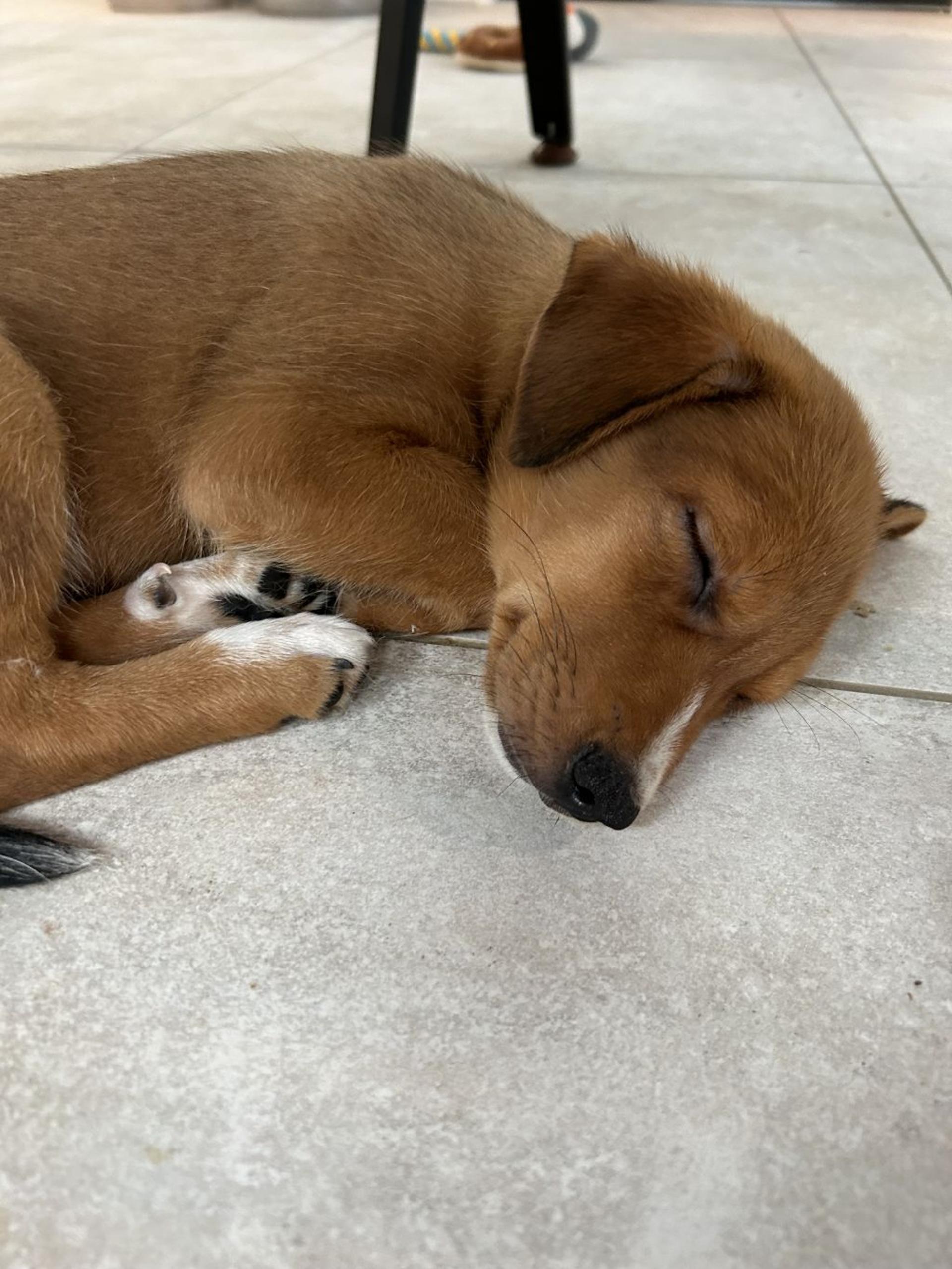 pet-image-2