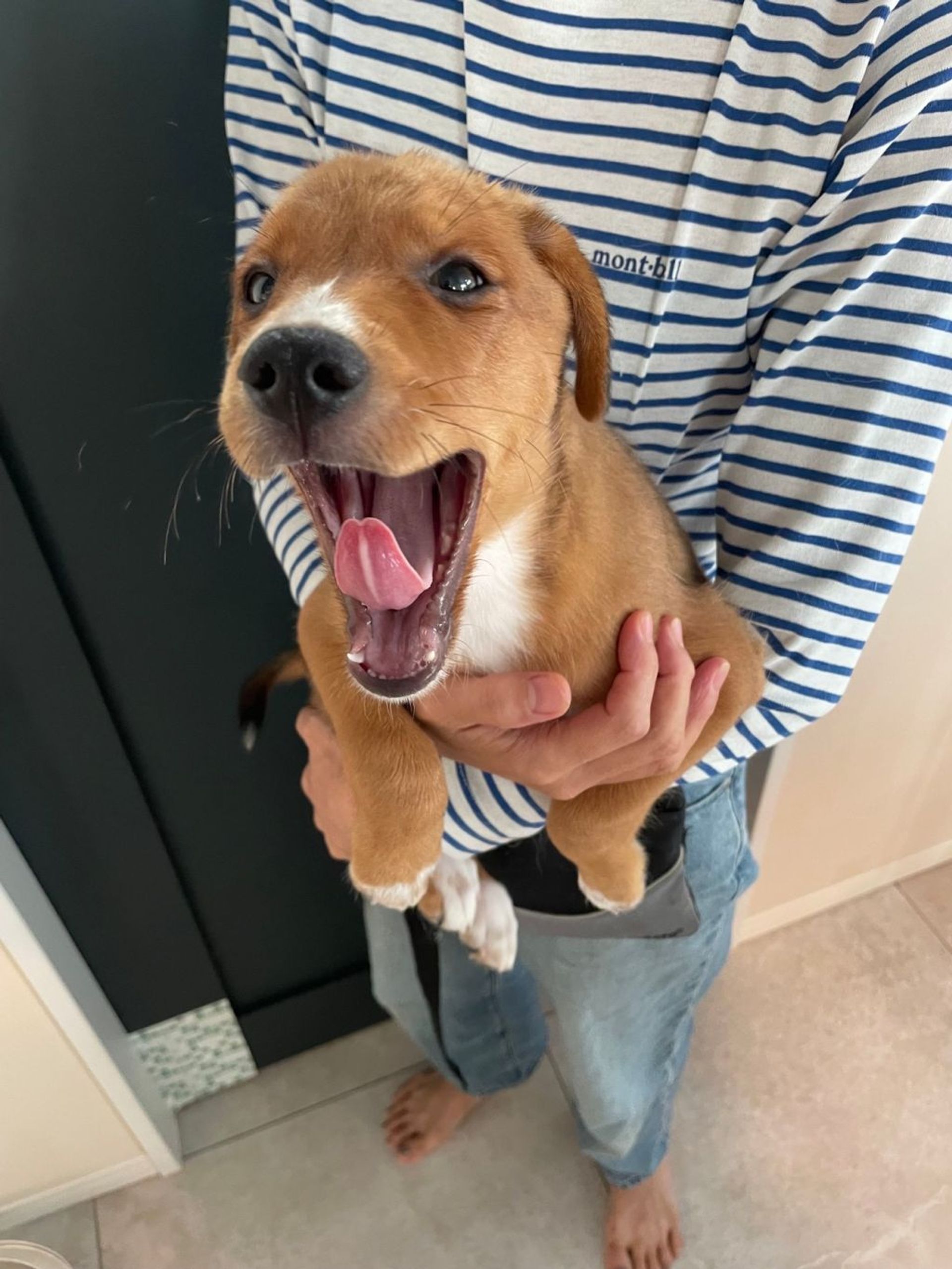 雑種（ミックス犬）・オスの里親募集の写真