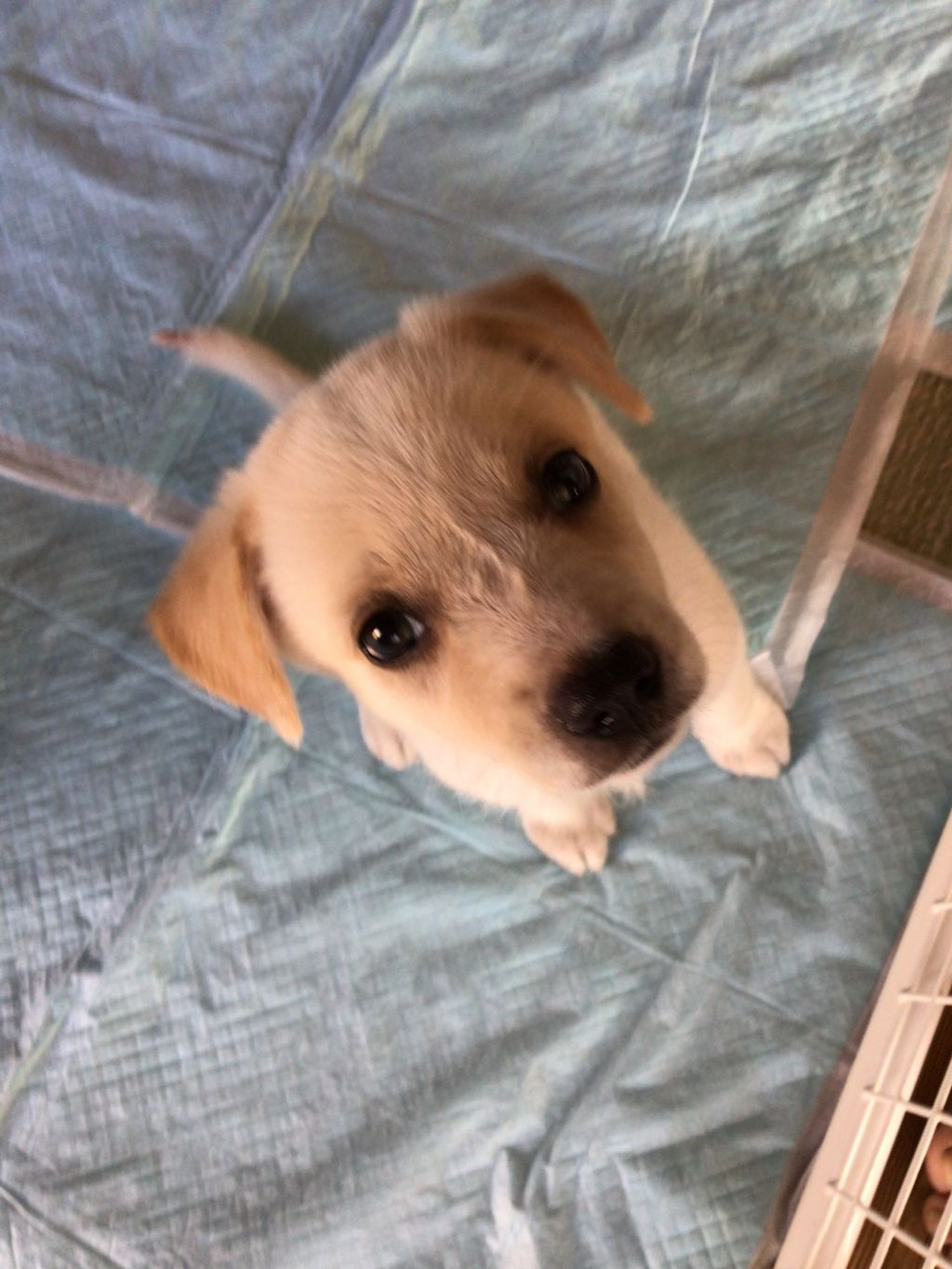 雑種（ミックス犬）・メスの里親募集の写真