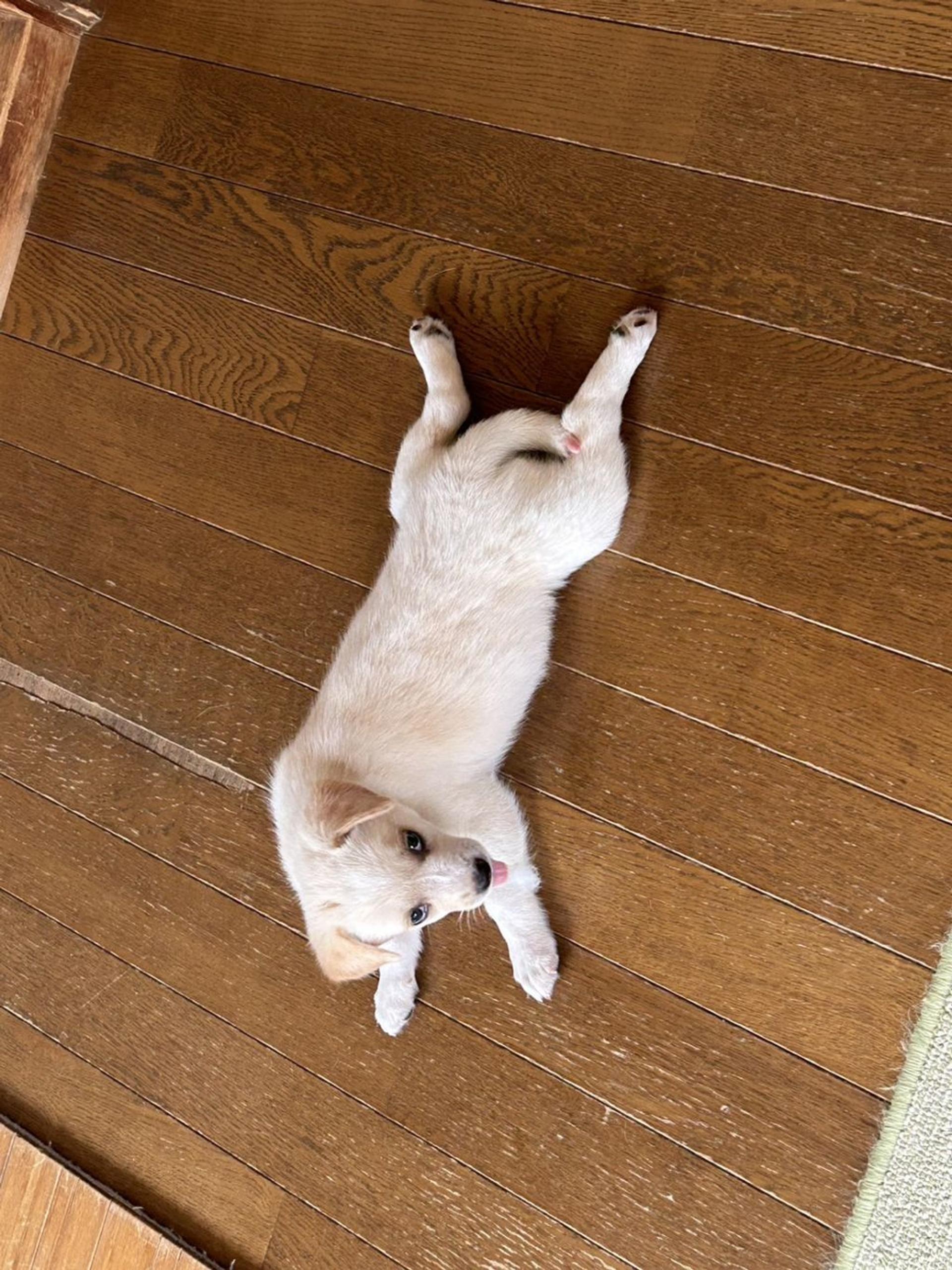 pet-image-3