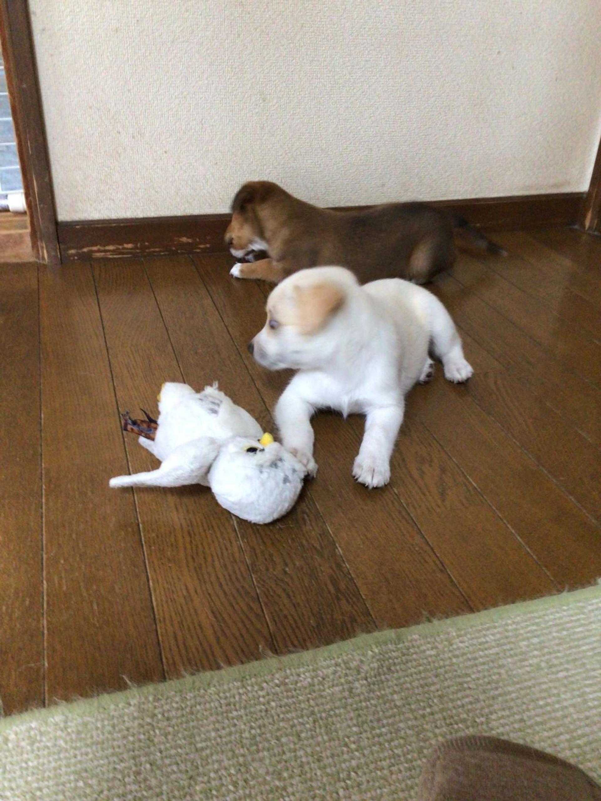 pet-image-5