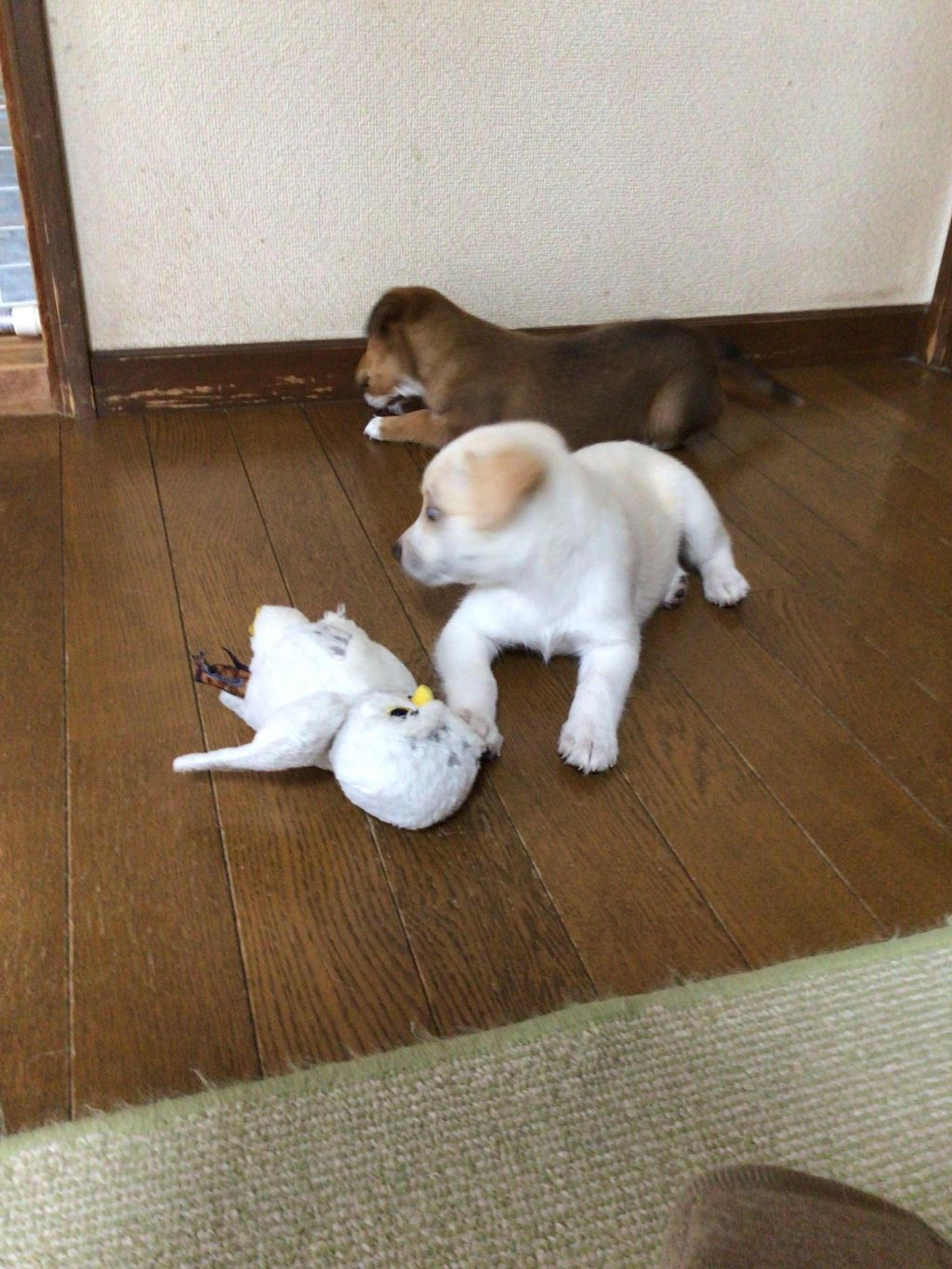 pet-image-5