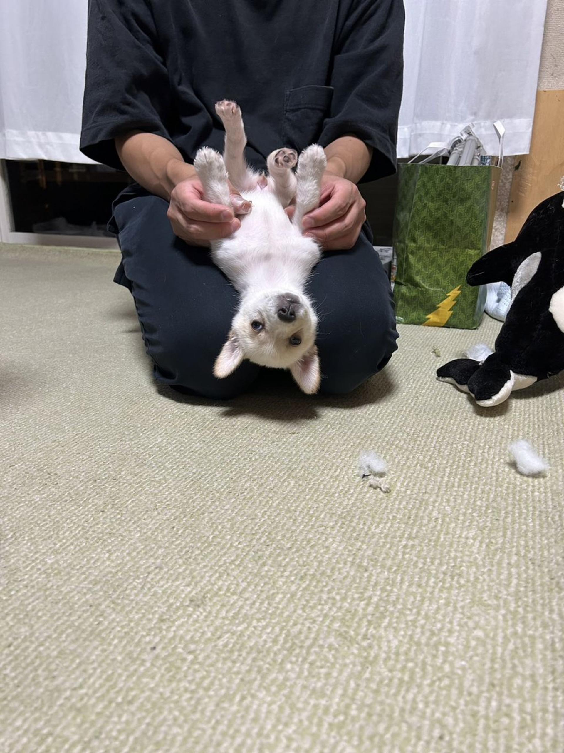 pet-image-7